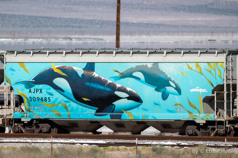 A freight hopper car painted with a large graffiti mural of two orcas, on a desert siding.