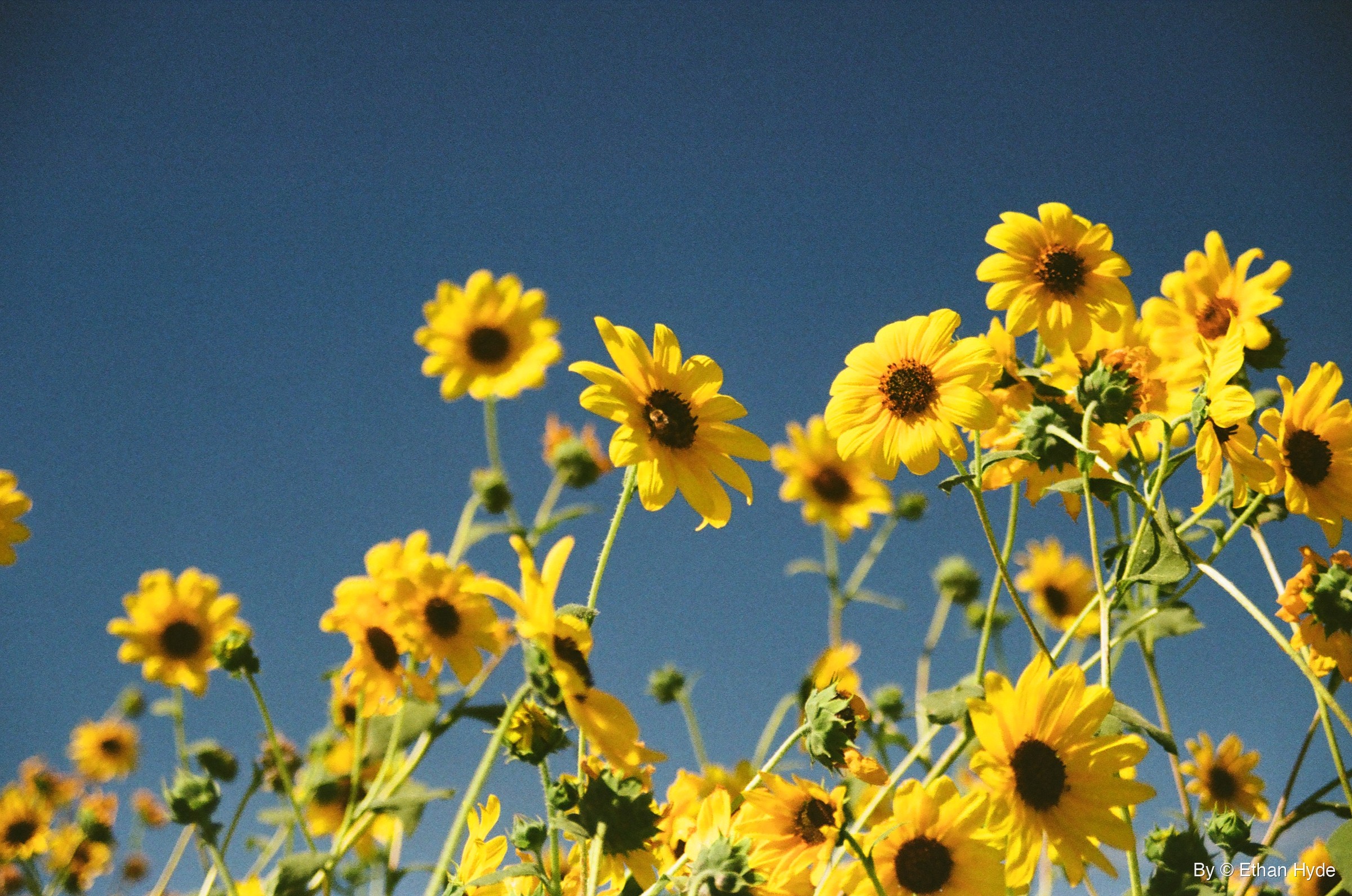 A cluster of wild sunflowers reaching into a deep blue sky at Pahranagat National Wildlife Refuge, Nevada, shot on film.