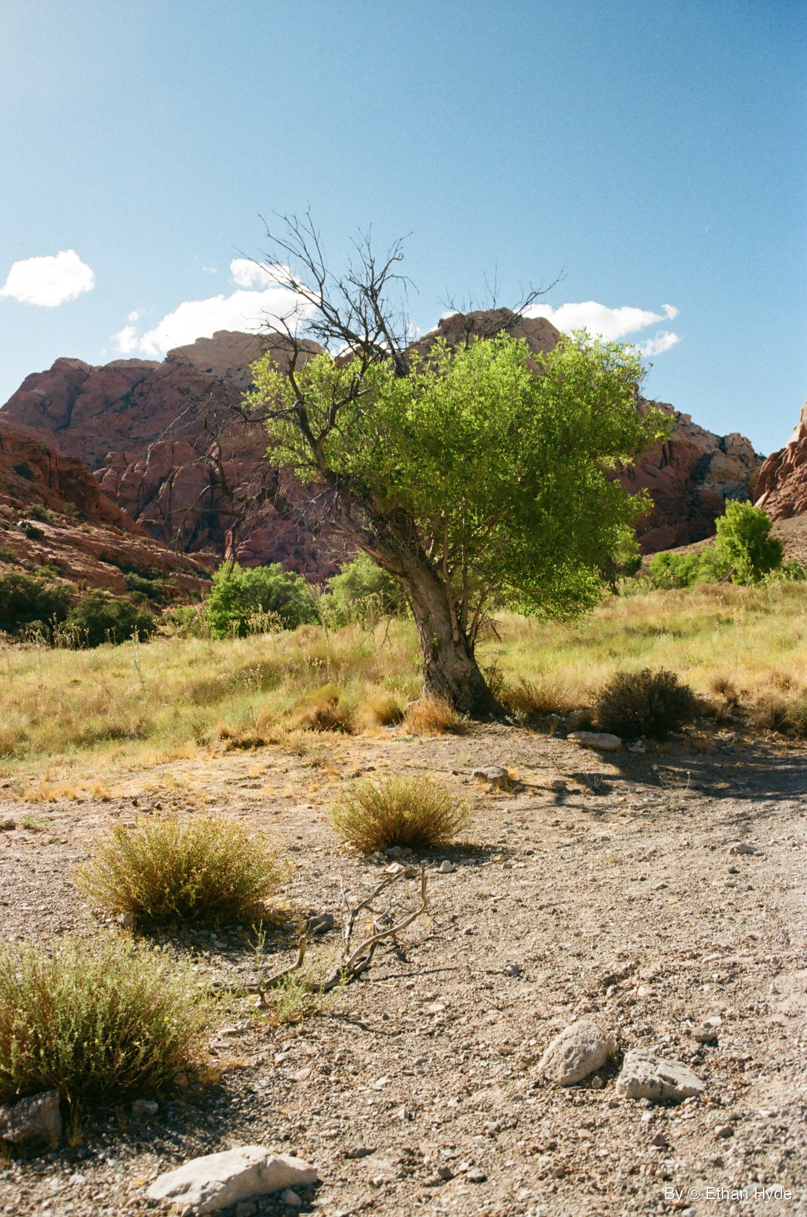 A green cottonwood tree beside red sandstone cliffs at Red Rock Canyon National Conservation Area, Nevada, shot on film.