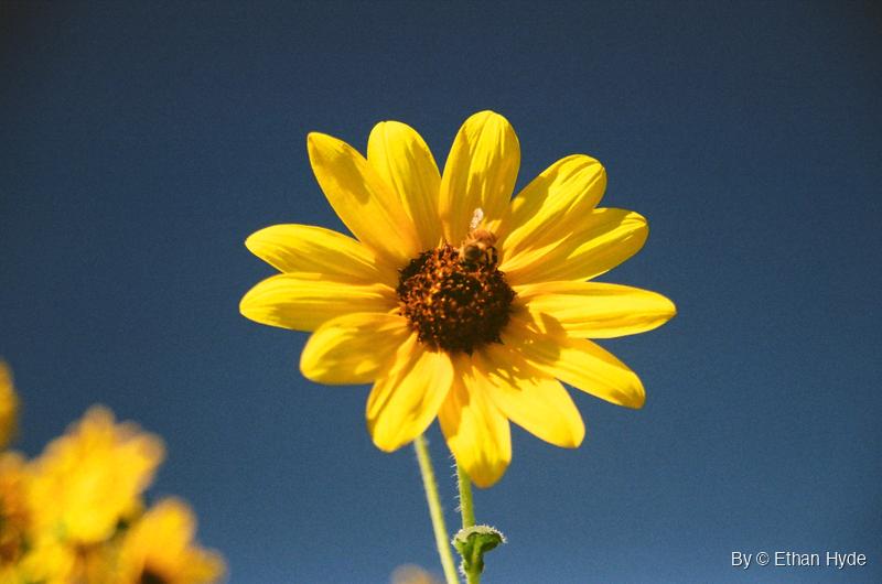 A single wild sunflower against a deep blue sky at Pahranagat National Wildlife Refuge, Nevada, shot on film.