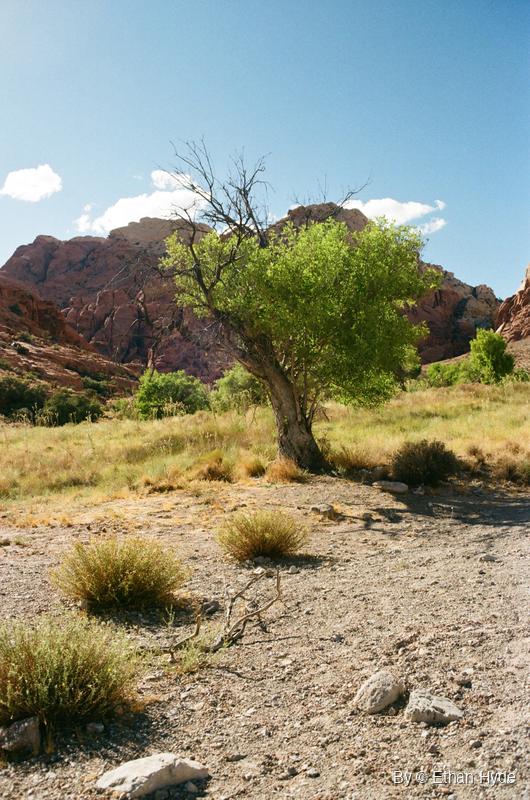 A green cottonwood tree beside red sandstone cliffs at Red Rock Canyon National Conservation Area, Nevada, shot on film.