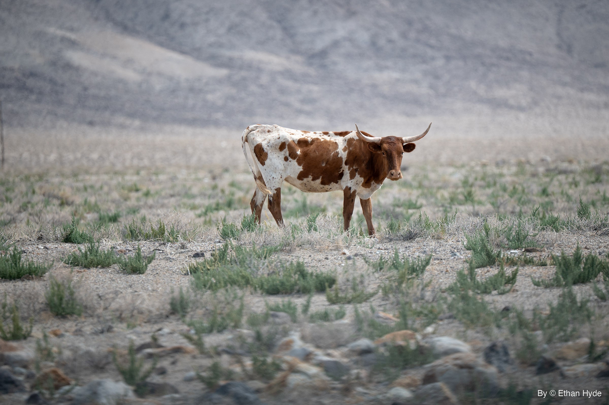 A white longhorn bull with brown patches stands in sparse desert scrub and scattered rocks, a gray hillside behind it.