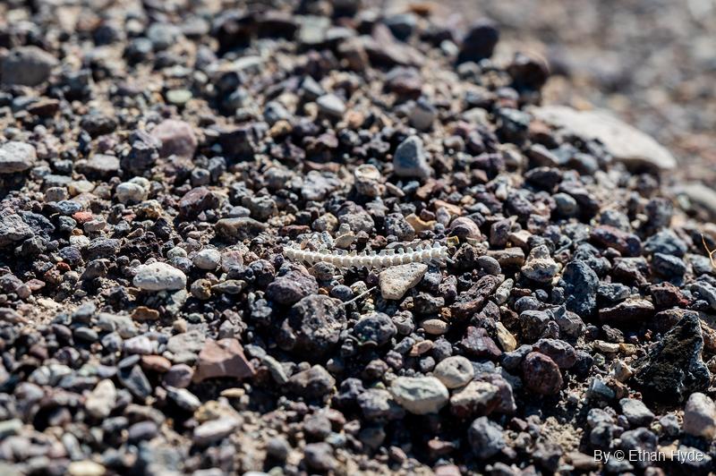 A small, bleached strip of what looks like vertebrae lies among dark volcanic and pale stones on desert gravel.