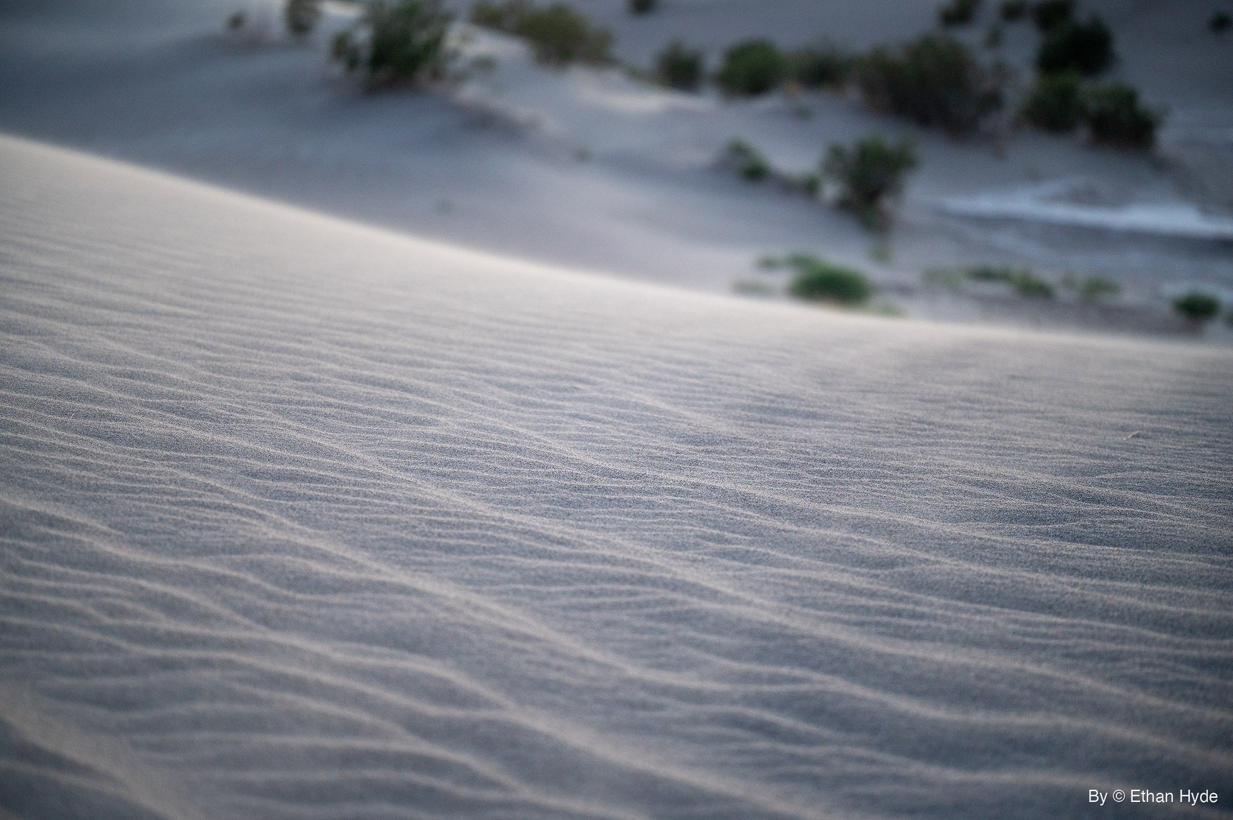Fine wind ripples run across a sand dune slope, with out-of-focus desert shrubs scattered on the dunes behind.
