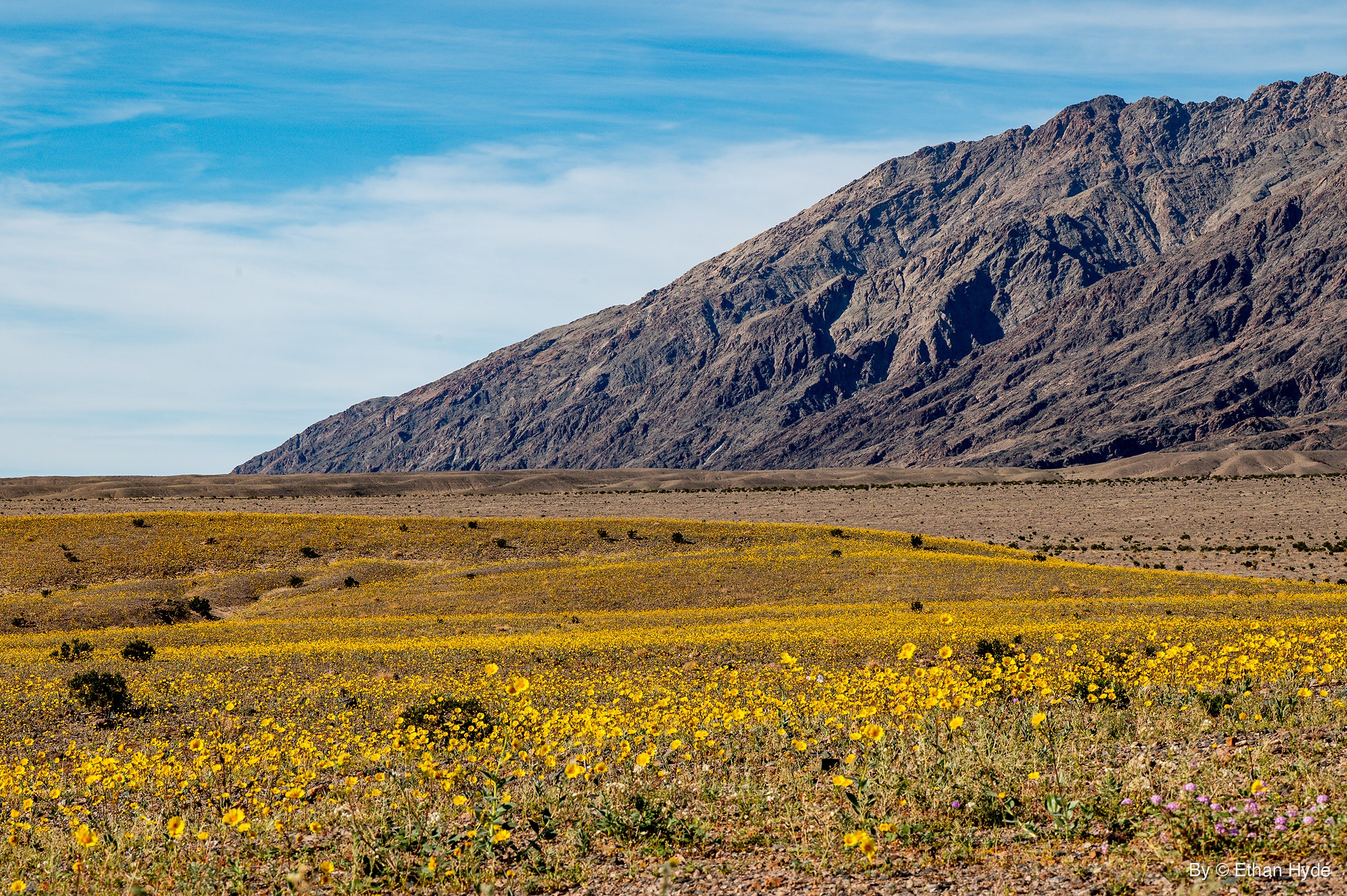 A field of yellow desert gold wildflowers covers rolling desert ground below a steep, bare rocky mountain under a blue sky.