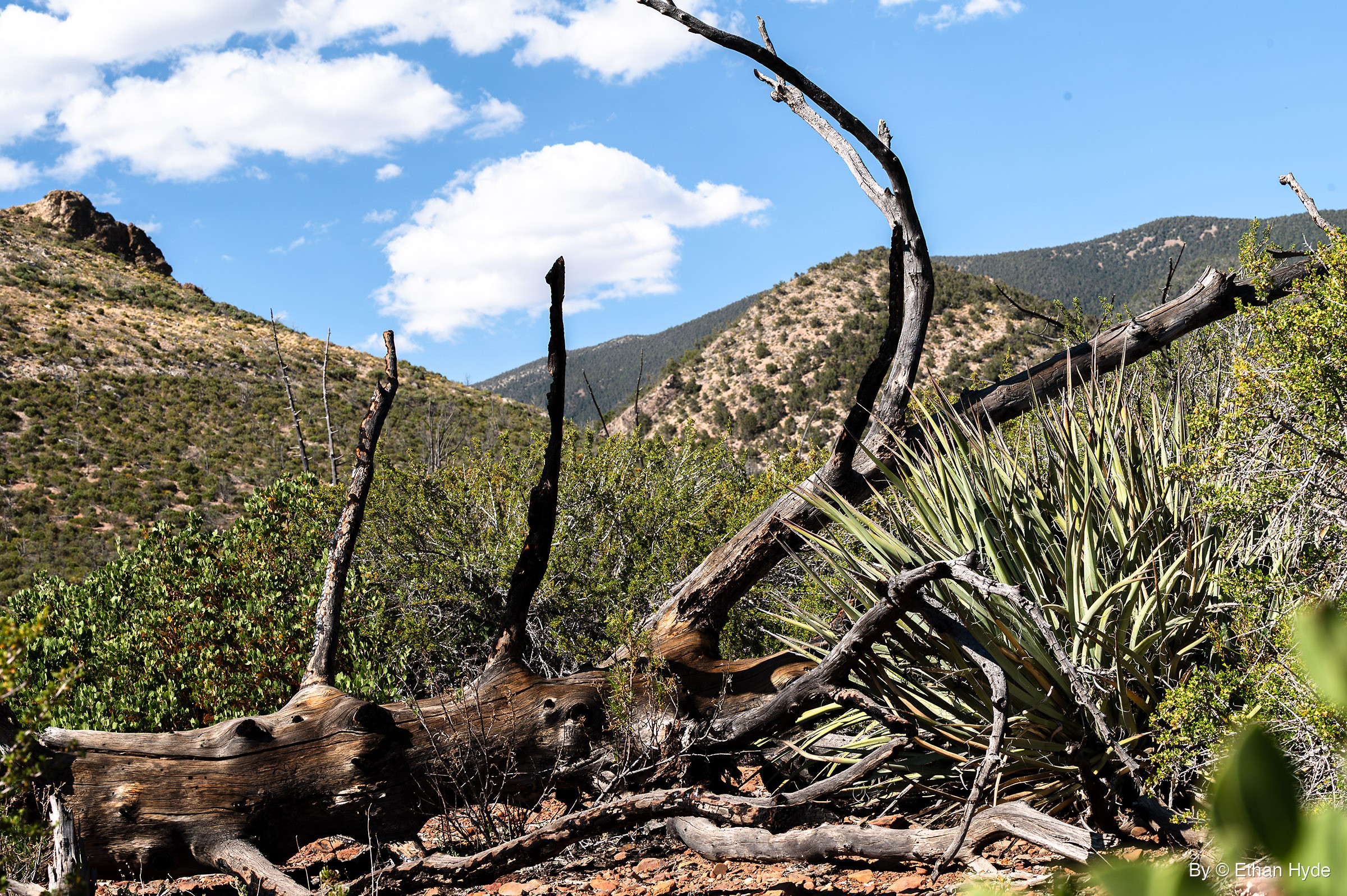 A fallen, weathered dead tree with bare branches pointing upward beside a yucca, green scrub and mountain slopes under a blue sky with clouds.