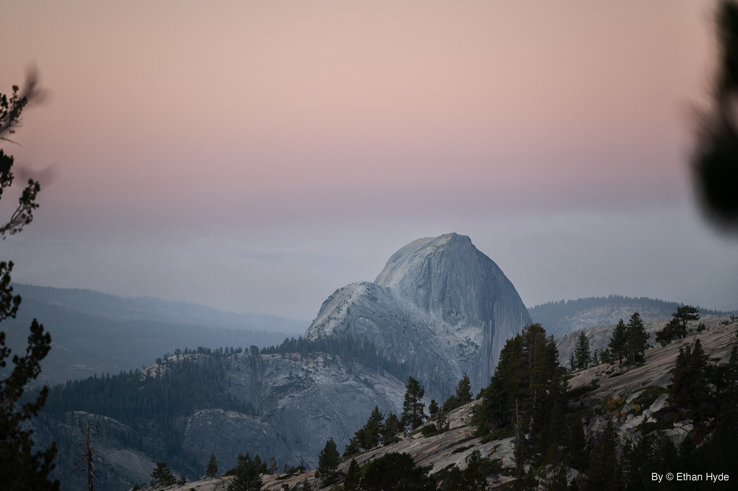 Half Dome rises above forested granite ridges under a smoky pale pink morning sky, framed by soft out-of-focus pine branches.