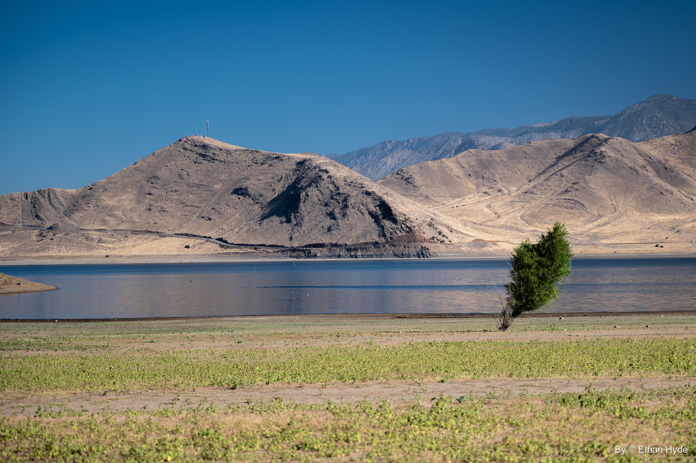 A lone leaning tree on a green flat beside Lake Isabella, with bare tan hills and a far ridge under a deep blue sky.