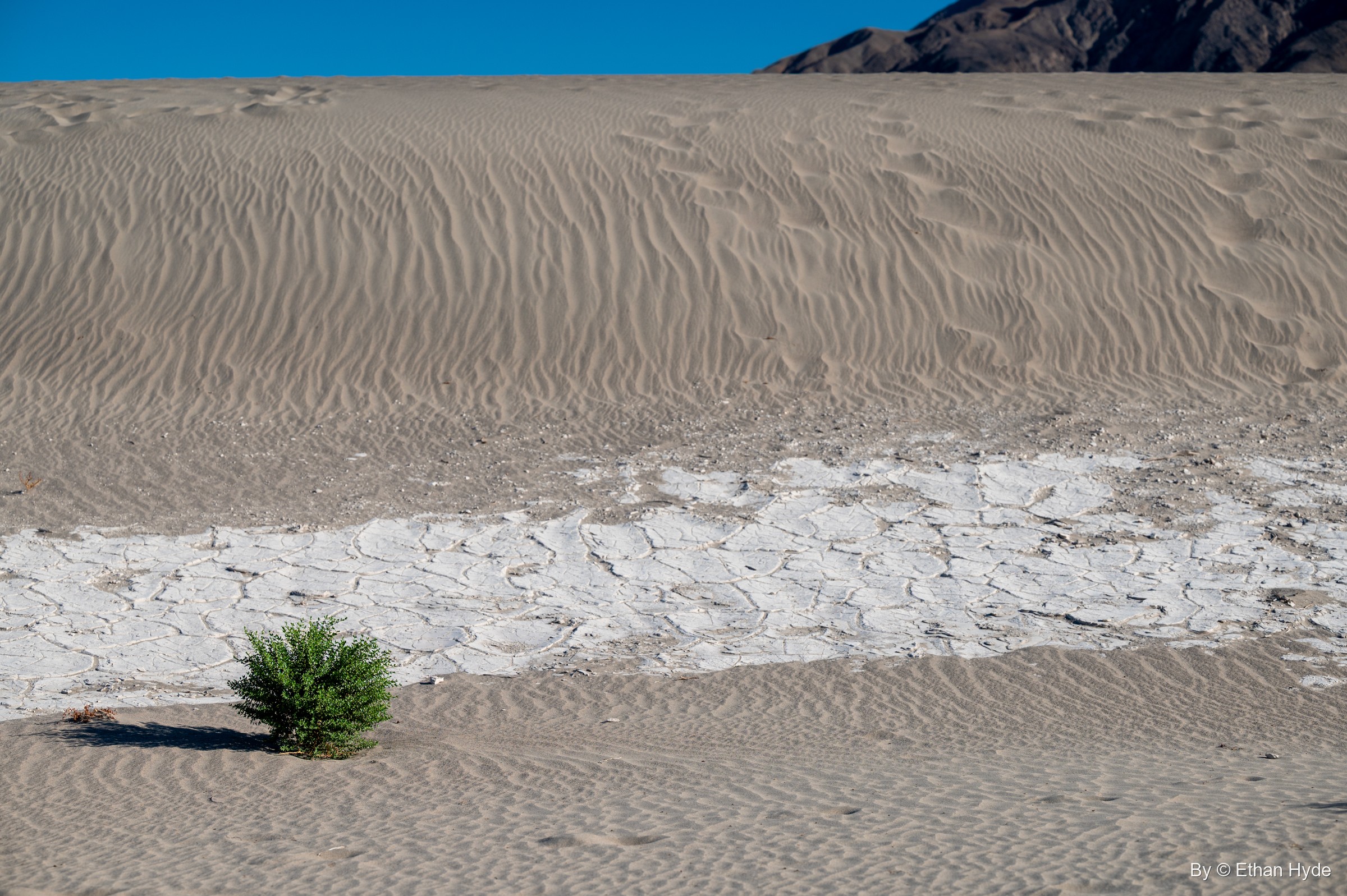 Rippled sand rises behind a patch of white cracked clay and a single green shrub on the Mesquite Flat Sand Dunes.