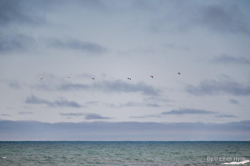 A line of seabirds crosses a soft gray-blue sky above the open Pacific off Spooner's Cove.