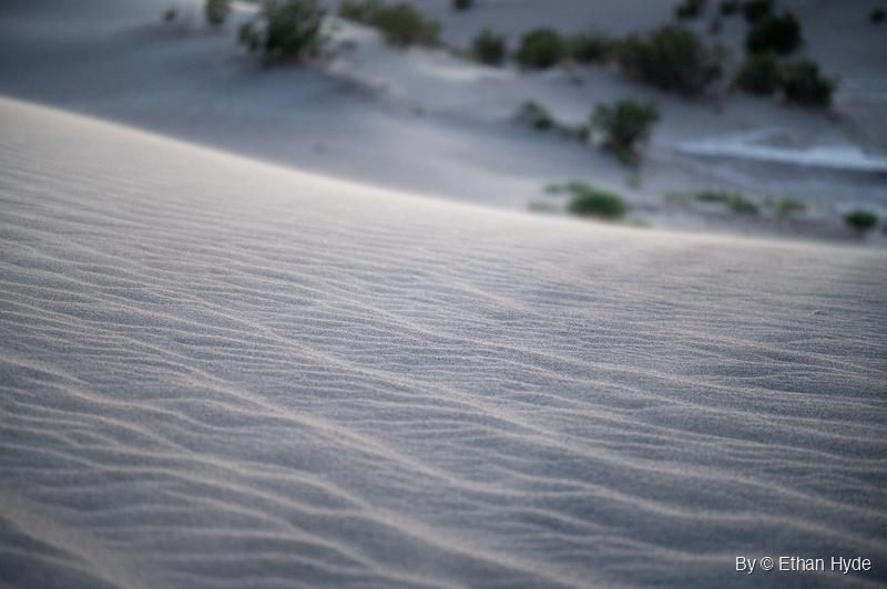 Fine wind ripples run across a sand dune slope, with out-of-focus desert shrubs scattered on the dunes behind.
