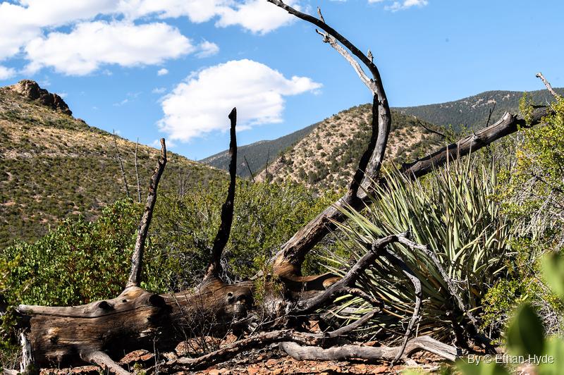 A fallen, weathered dead tree with bare branches pointing upward beside a yucca, green scrub and mountain slopes under a blue sky with clouds.