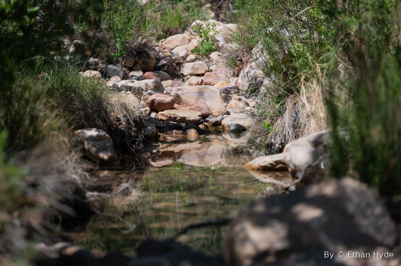 A small stream running through rocks and green brush in an otherwise dry canyon.