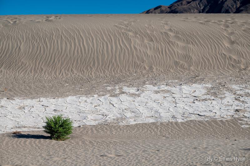 Rippled sand rises behind a patch of white cracked clay and a single green shrub on the Mesquite Flat Sand Dunes.