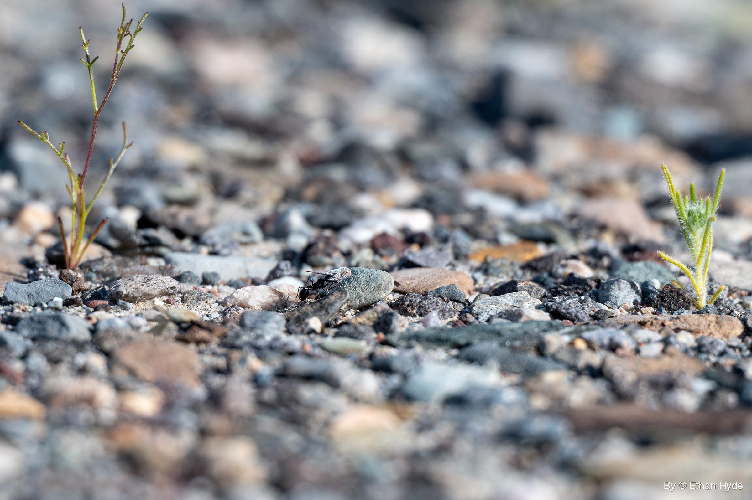 A black ant stands at the edge of a gray-green pebble on desert gravel, between a thin red-stemmed sprout on the left and a hairy green seedling on the right.