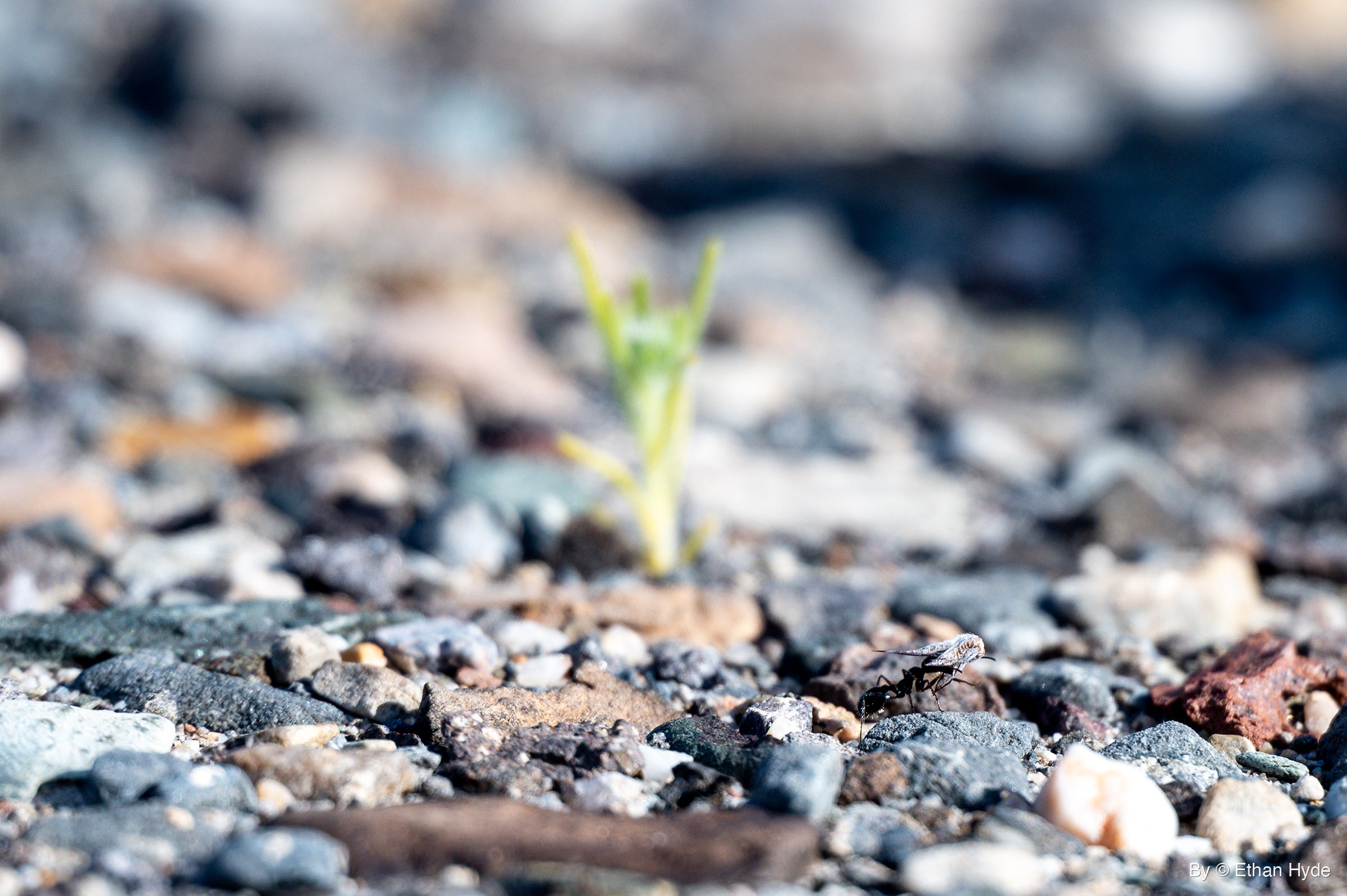 A black ant carries a winged insect over sunlit gravel, with a small green seedling blurred in the background.
