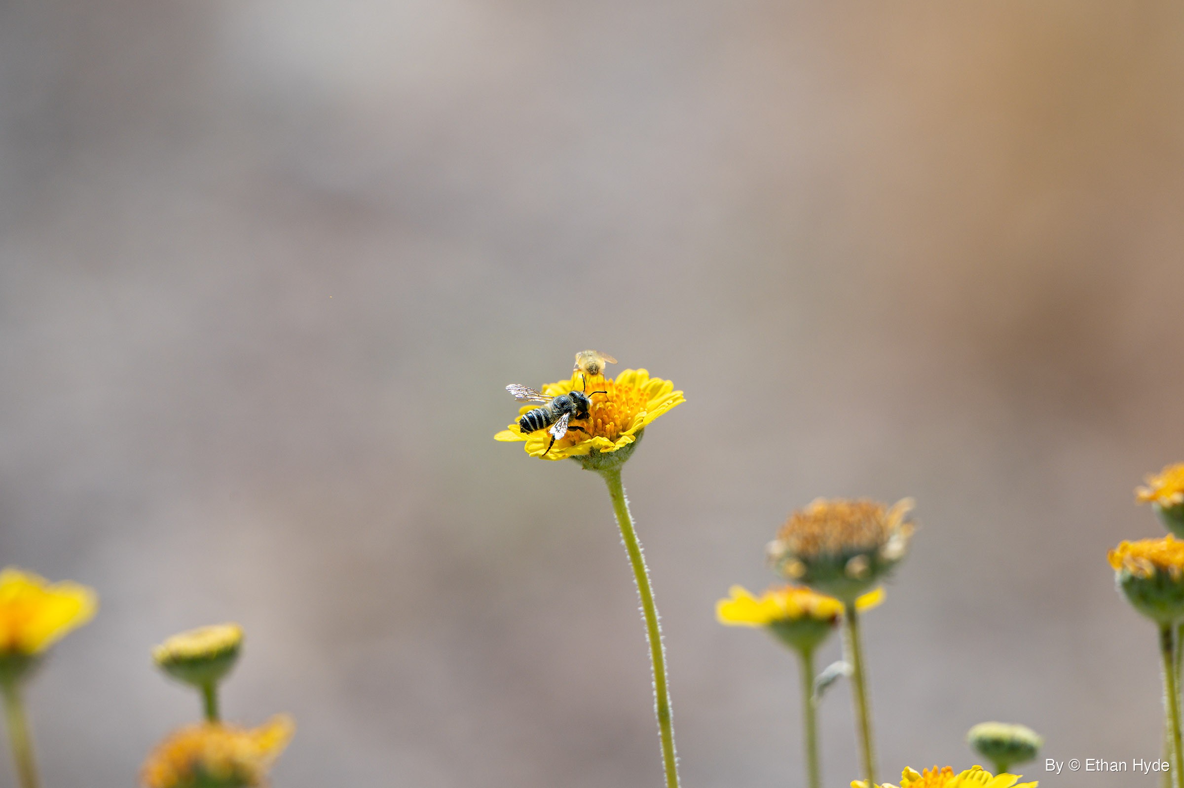 A black bee with white abdominal bands feeds on the orange center of a yellow wildflower atop a tall hairy stem.