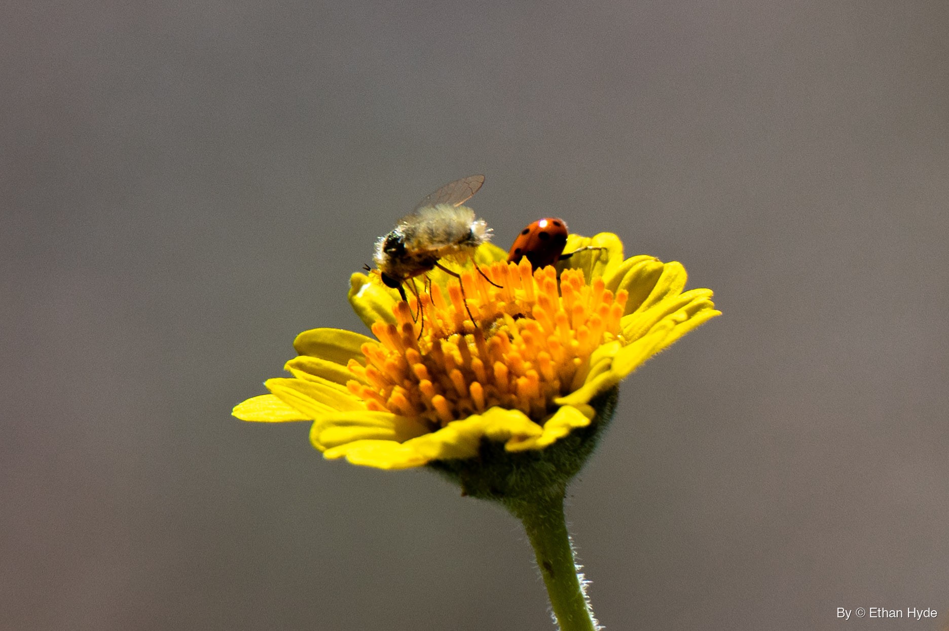 A fuzzy bee fly with one wing raised stands on the orange center of a yellow wildflower while a red ladybug climbs the far side.
