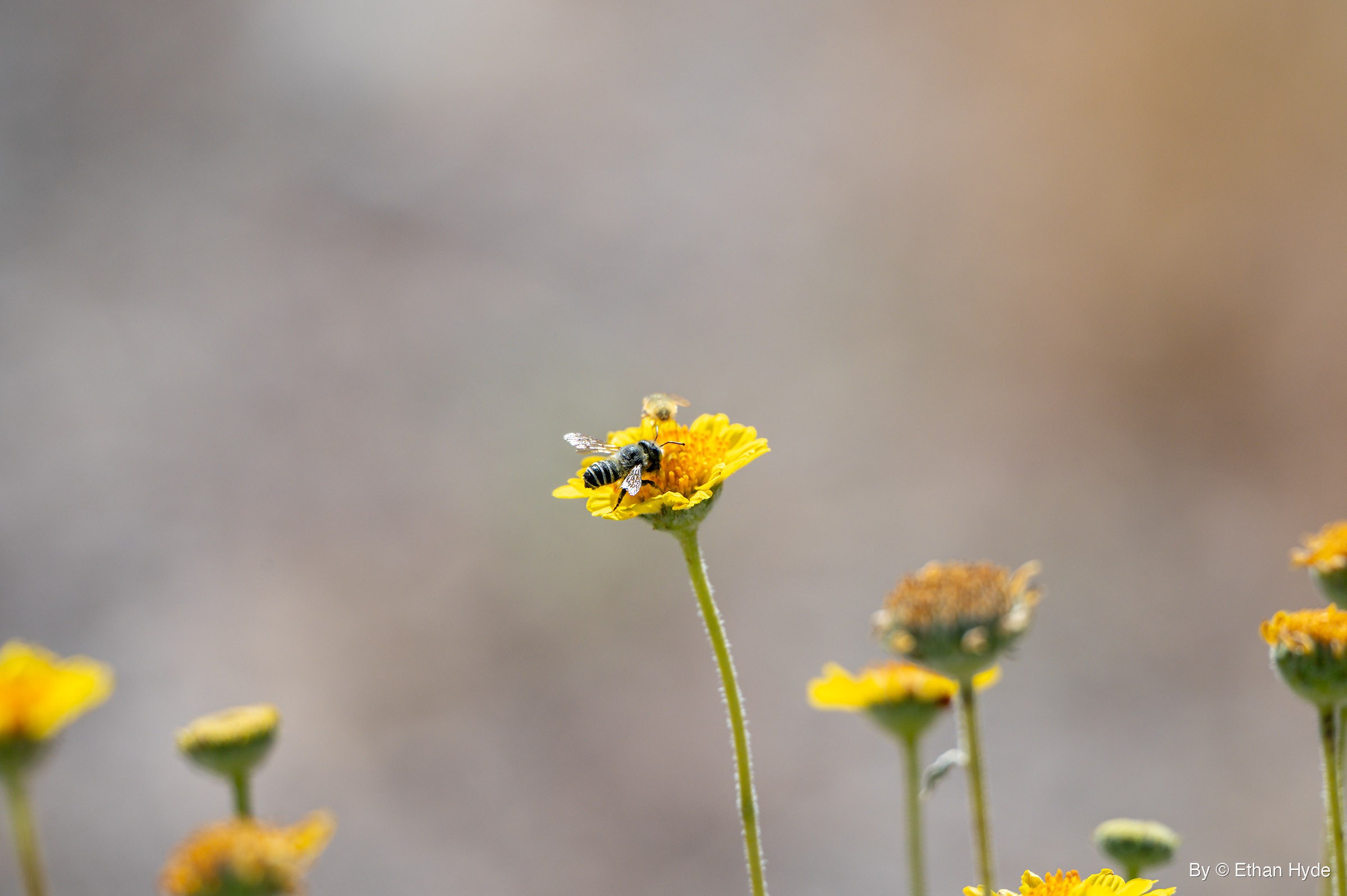 A black bee with white bands stands on a yellow wildflower atop a tall hairy stem, a small pale insect perched on the far petals.