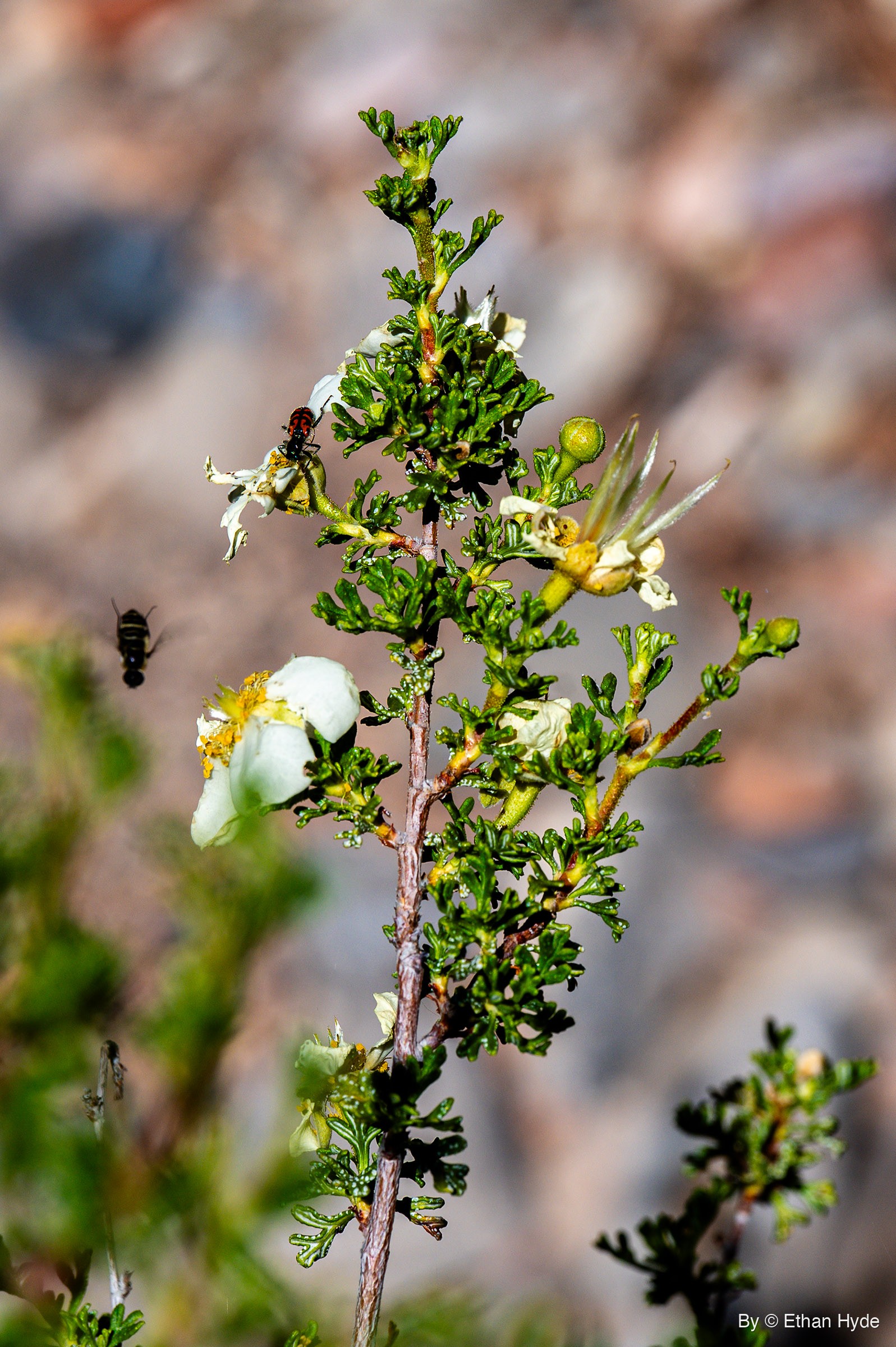 A red-and-black beetle sits on a white blossom of a small-leaved shrub while a dark flying insect hovers to the left.