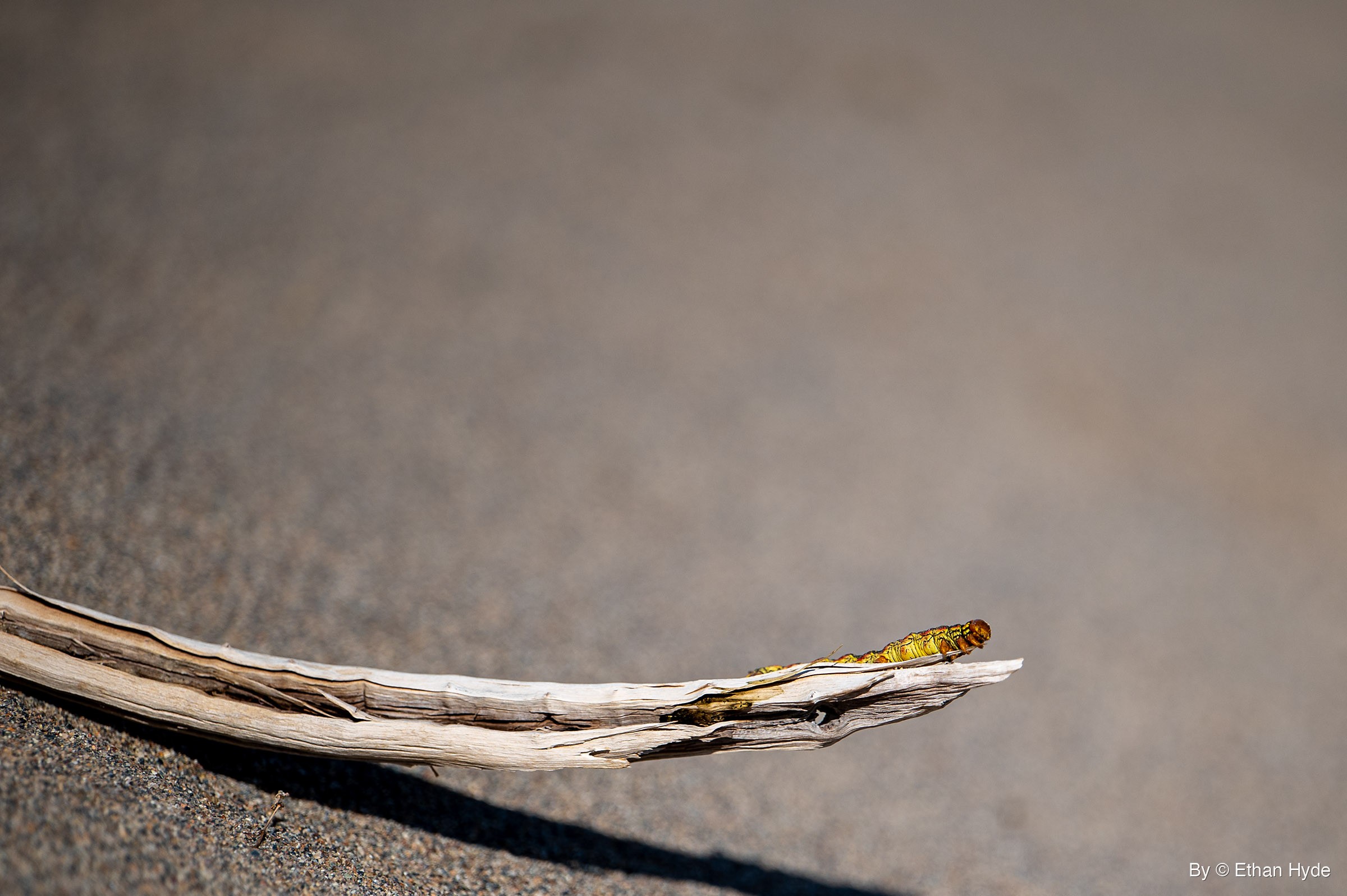 A yellow caterpillar with dark markings and an orange-brown head crawls along the tip of a pale, split stick lying on sand.