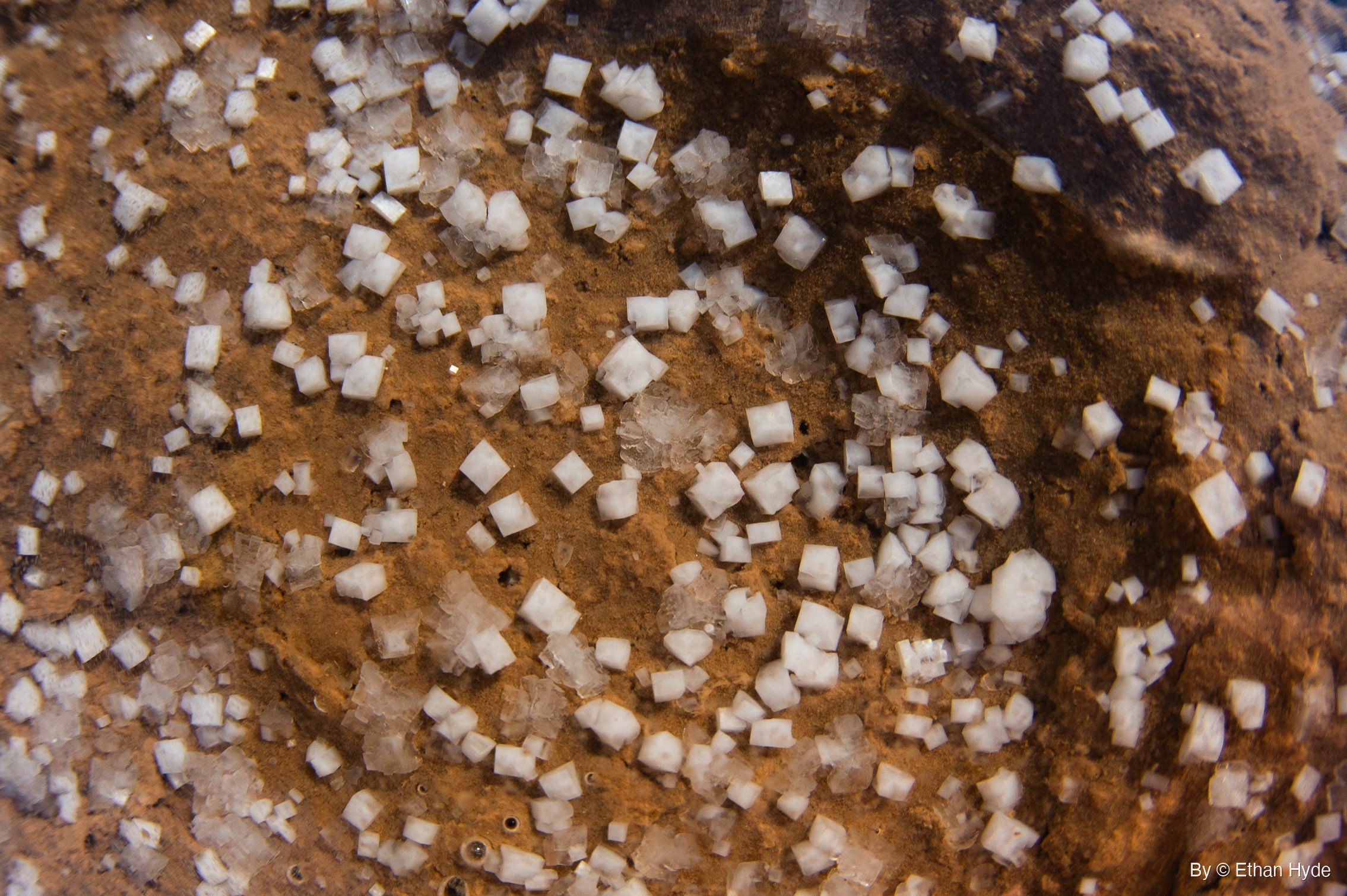 Hundreds of small white cubic salt crystals, single and in clusters, sit on rust-orange mud under shallow water.