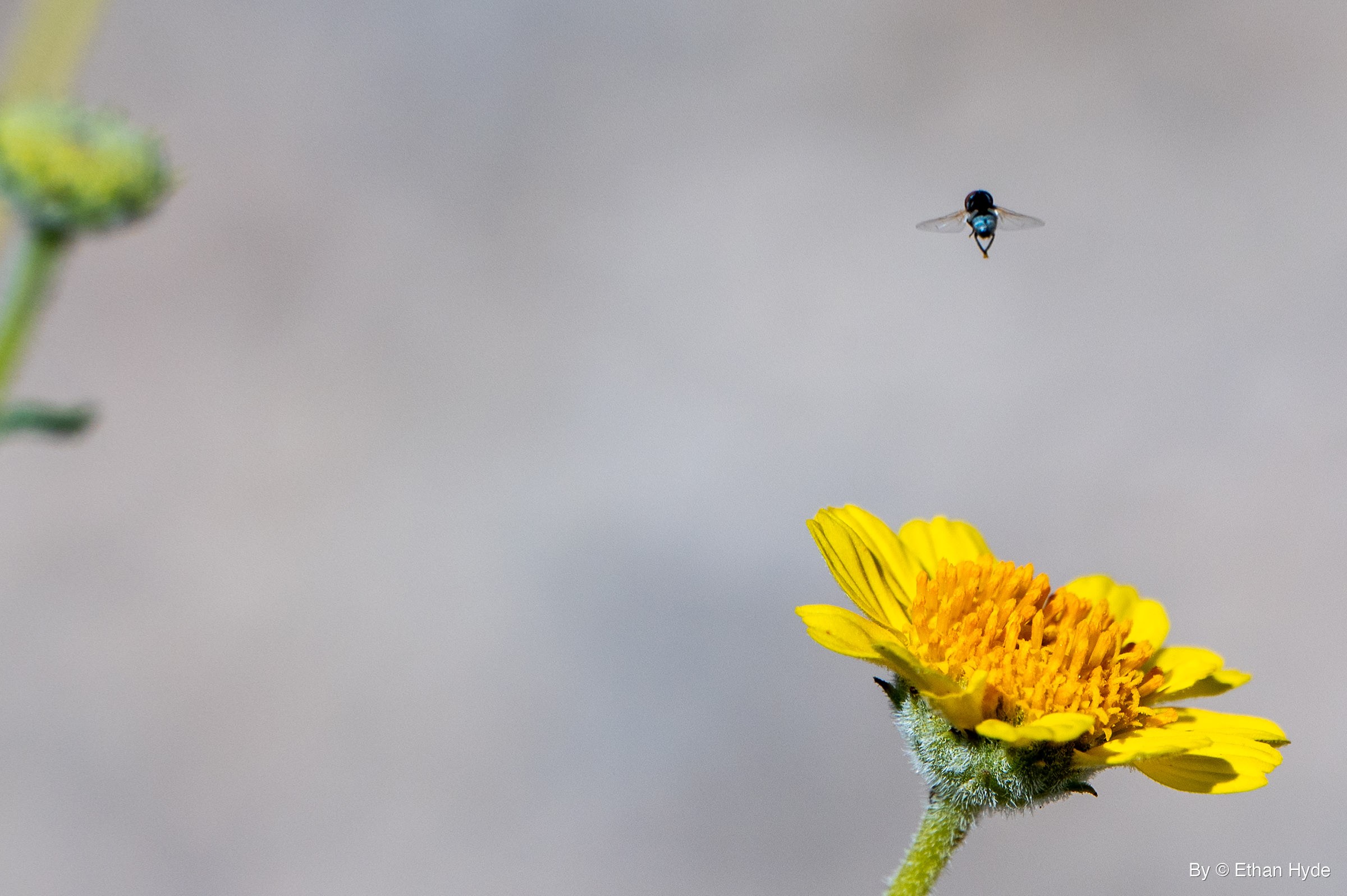 A small insect with a metallic blue body hovers in midair above a yellow wildflower, with a blurred green bud at left against a gray background.
