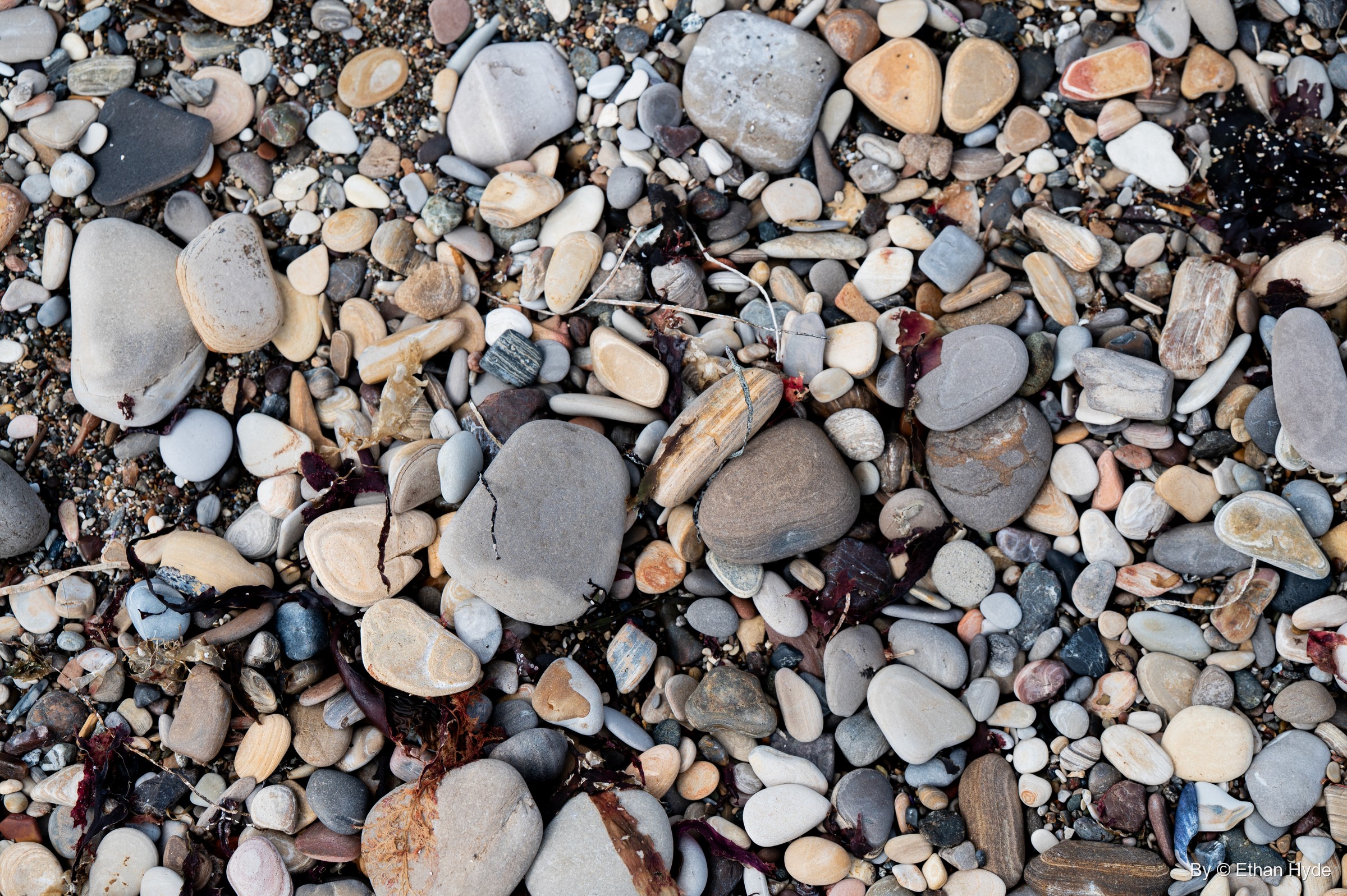A beach of smooth, multicolored pebbles and cobbles with bits of seaweed at Spooner's Cove.