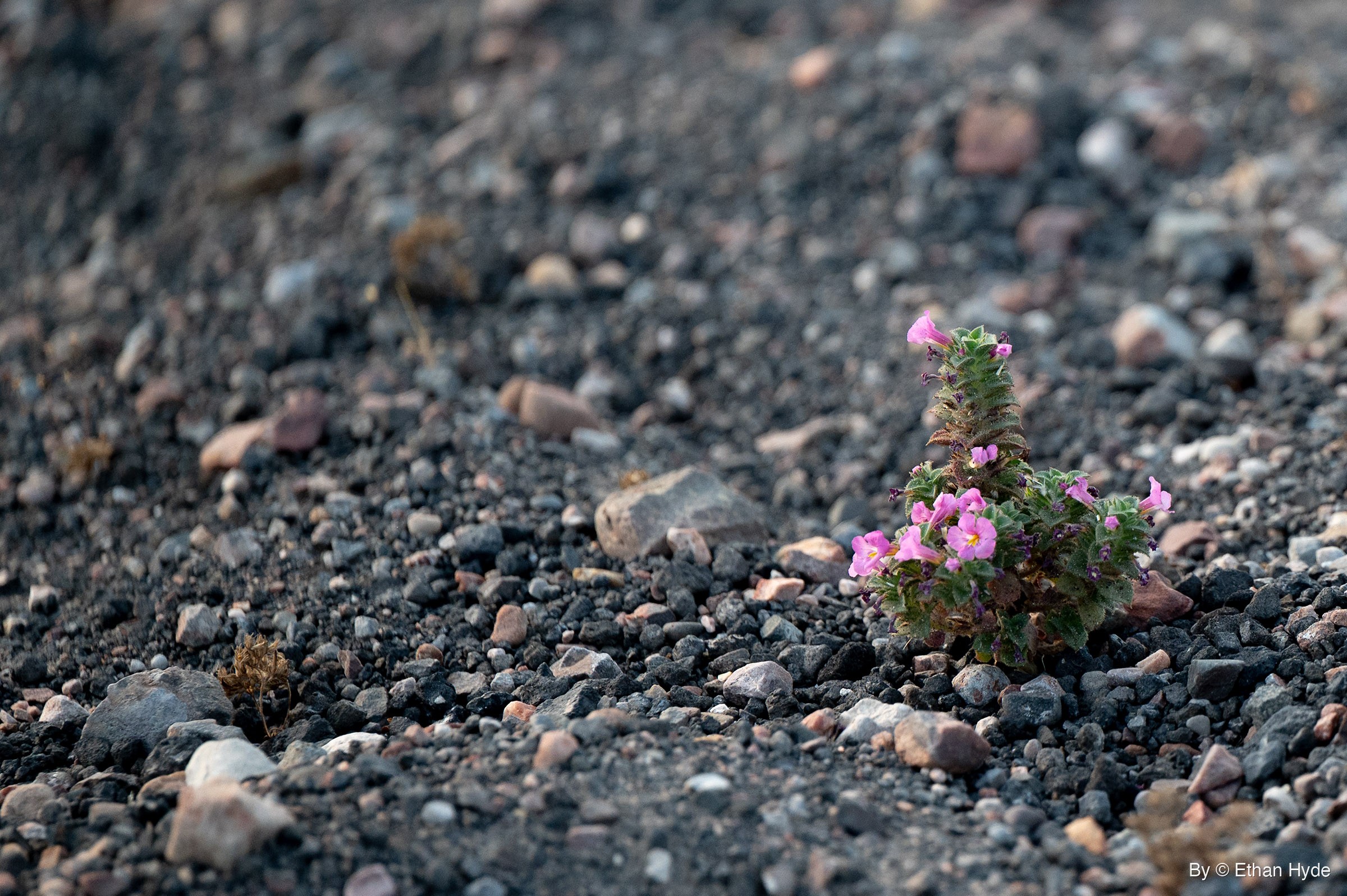 A small hairy-leaved plant with pink yellow-throated flowers grows alone in dark gravel.