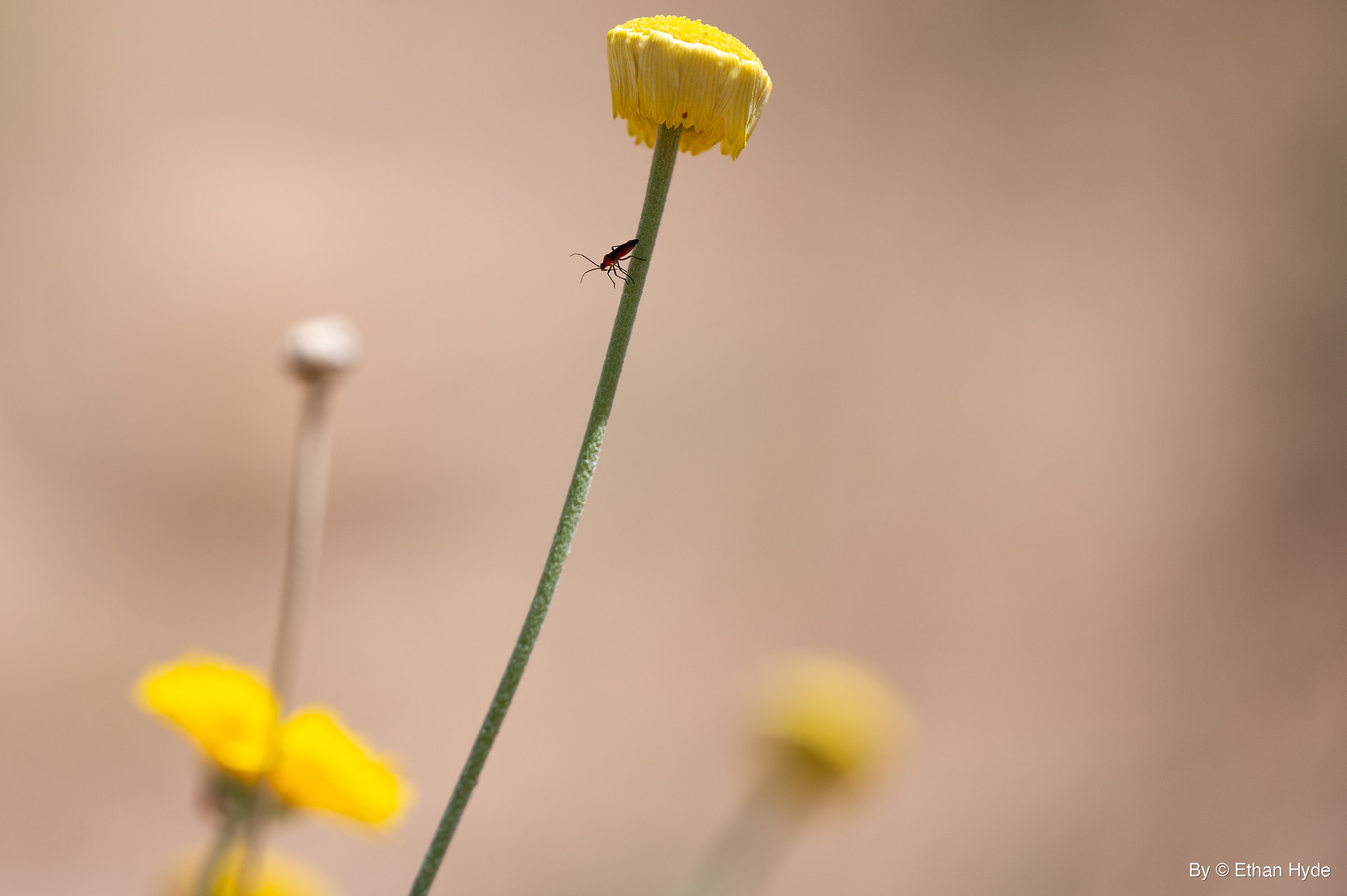 A small red and black insect climbs a thin green stem just below a round yellow flower head, with blurred yellow blooms lower in the frame.