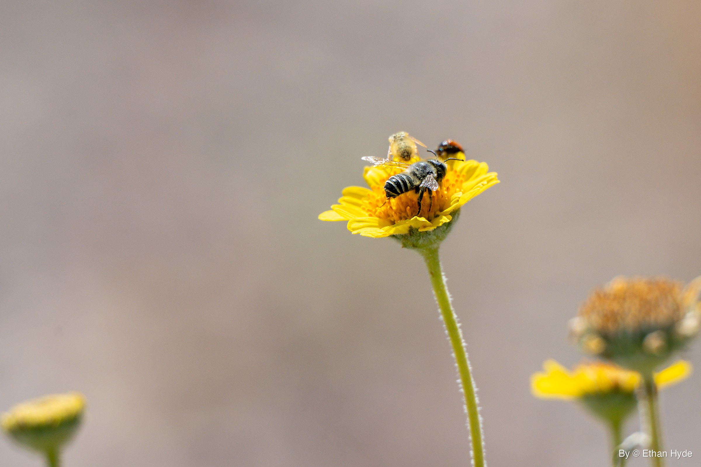 A black bee with white bands, a pale pollen-dusted insect and a small red-and-black insect crowd the center of one yellow wildflower.