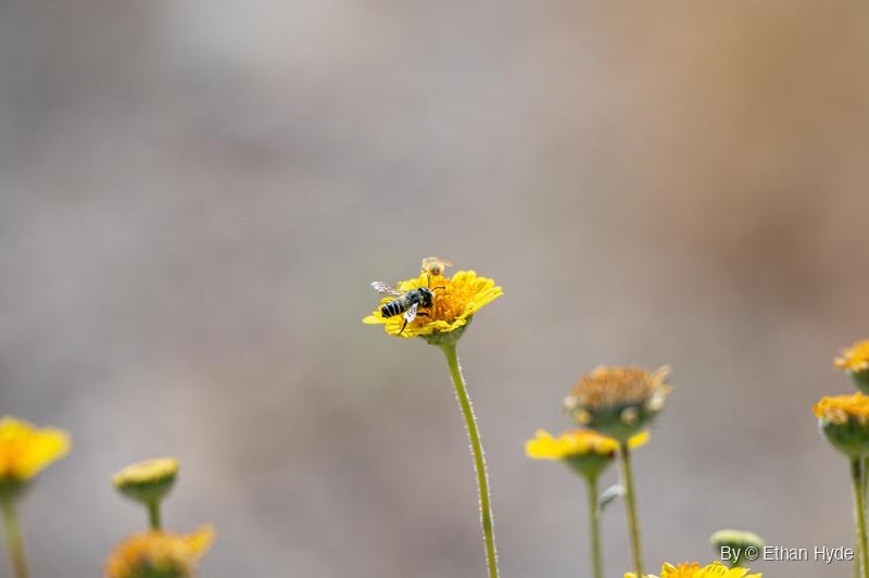 A black bee with white abdominal bands feeds on the orange center of a yellow wildflower atop a tall hairy stem.