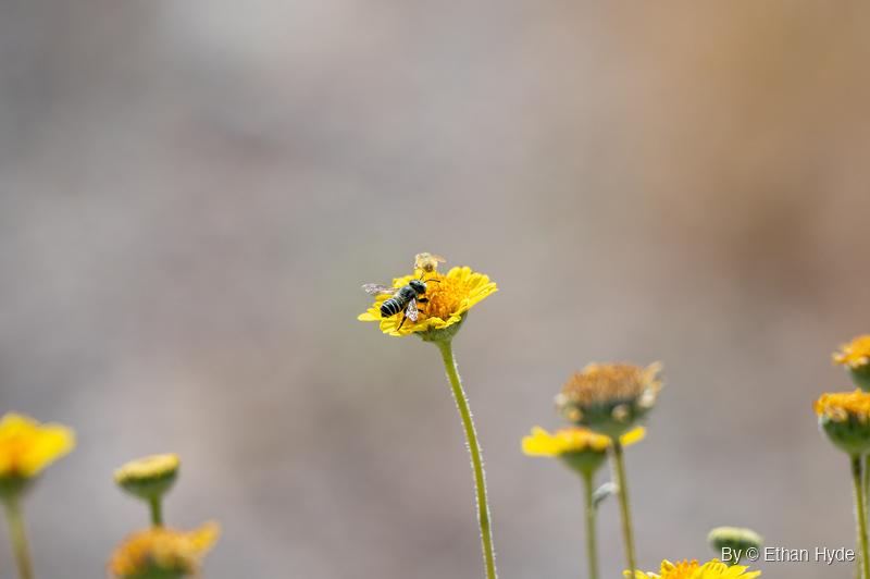 A black bee with white bands crouches on the orange center of a yellow wildflower, a small pollen-dusted insect perched on the rim above.