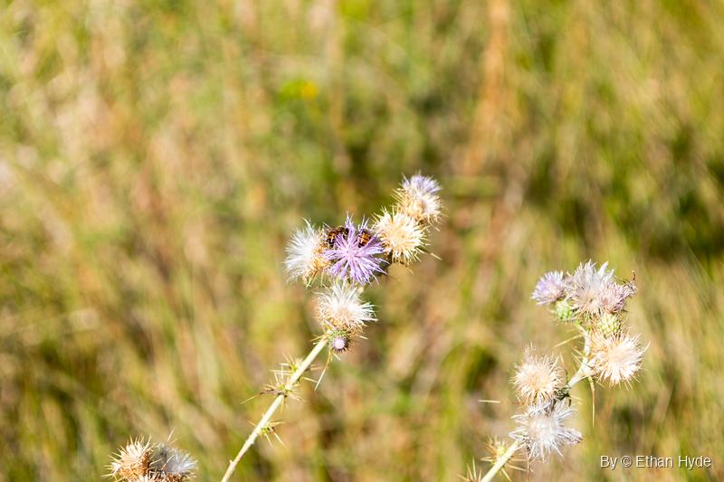 Two bees feed on a purple thistle bloom surrounded by pale, seeding thistle heads, with green and tan grass blurred behind.