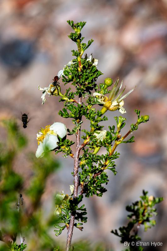 A red-and-black beetle sits on a white blossom of a small-leaved shrub while a dark flying insect hovers to the left.