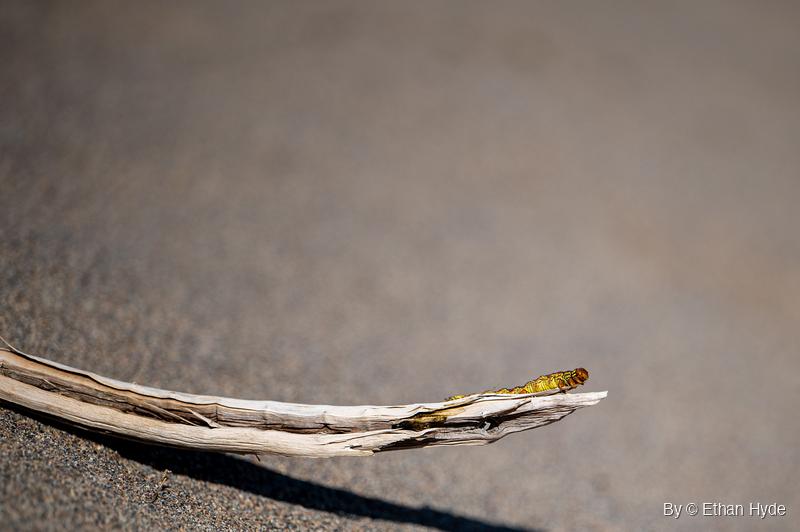 A yellow caterpillar with dark markings and an orange-brown head crawls along the tip of a pale, split stick lying on sand.