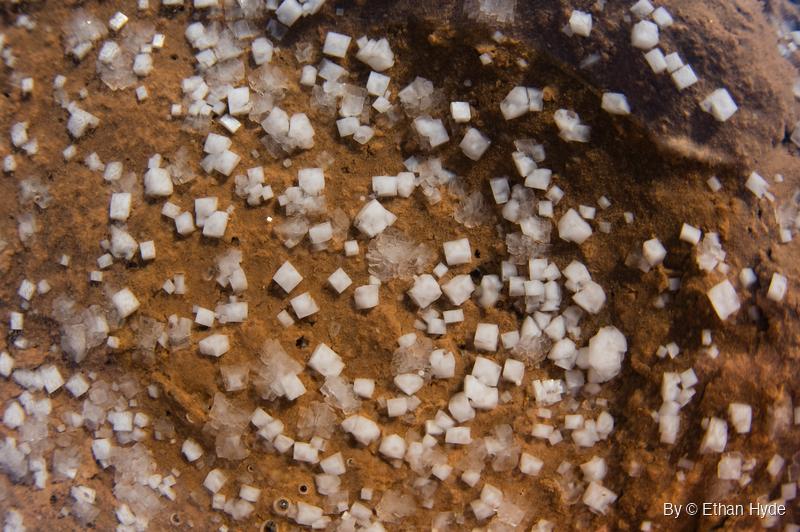 Hundreds of small white cubic salt crystals, single and in clusters, sit on rust-orange mud under shallow water.