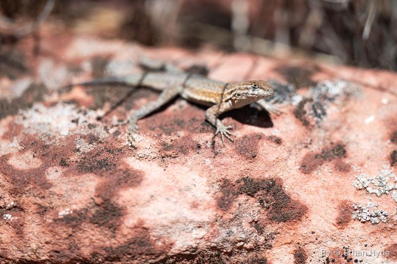 A small lizard basking on pink desert sandstone, lichen around it.