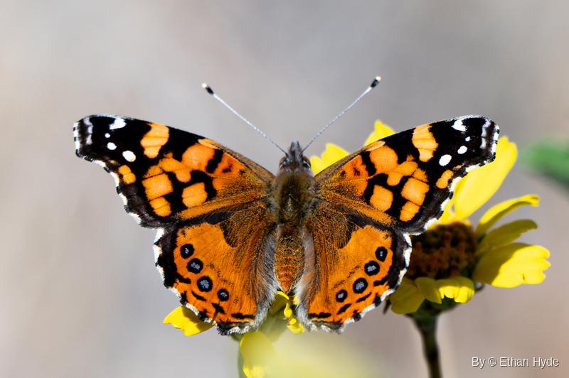 An orange and black butterfly, probably a West Coast lady, rests with wings spread flat on a yellow wildflower against a soft gray background.