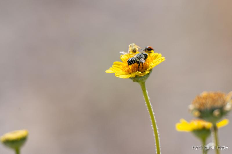 A black bee with white bands, a pale pollen-dusted insect and a small red-and-black insect crowd the center of one yellow wildflower.