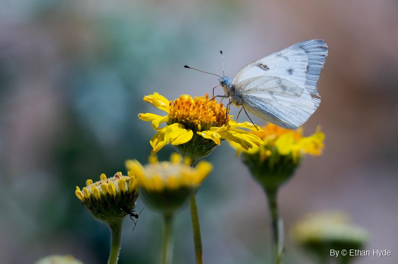A white butterfly with gray wing markings and a bluish body perches on a yellow wildflower, with more blooms and buds below against a blurred background.