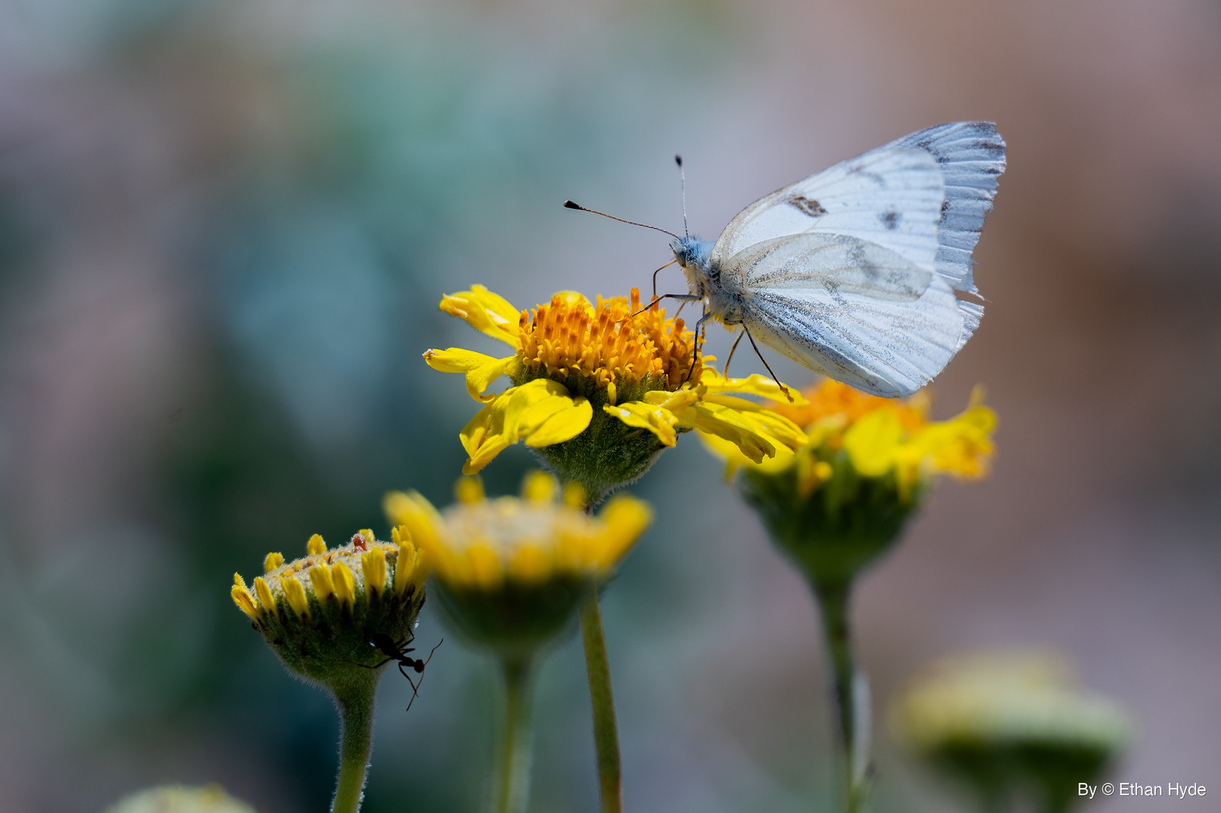 A white butterfly with gray wing markings and a bluish body perches on a yellow wildflower, with more blooms and buds below against a blurred background.