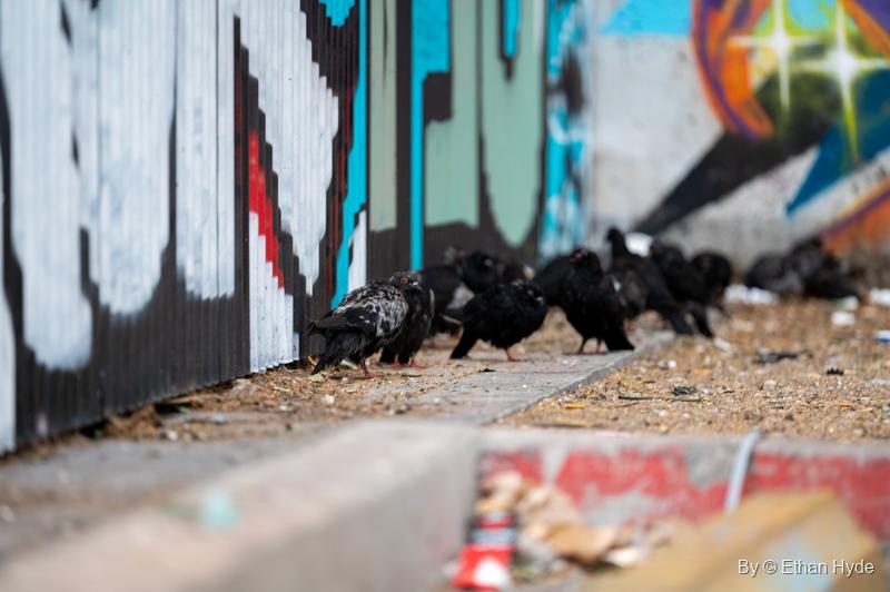 A flock of black birds picks along the foot of a graffiti-covered wall, the painted letters soft and out of focus.