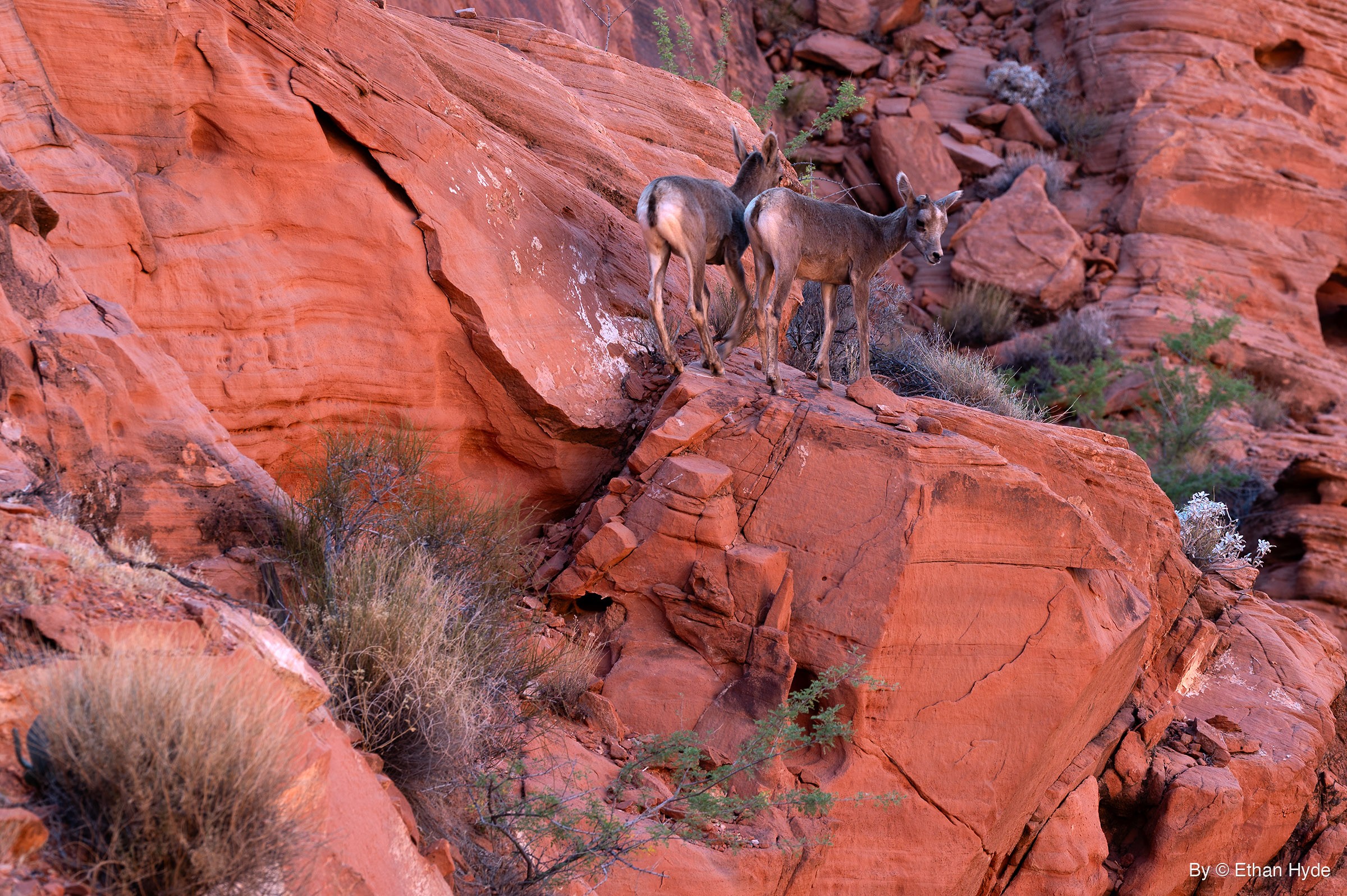 Two bighorn sheep stand on a red sandstone boulder among desert shrubs; one looks toward the camera while the other faces away.