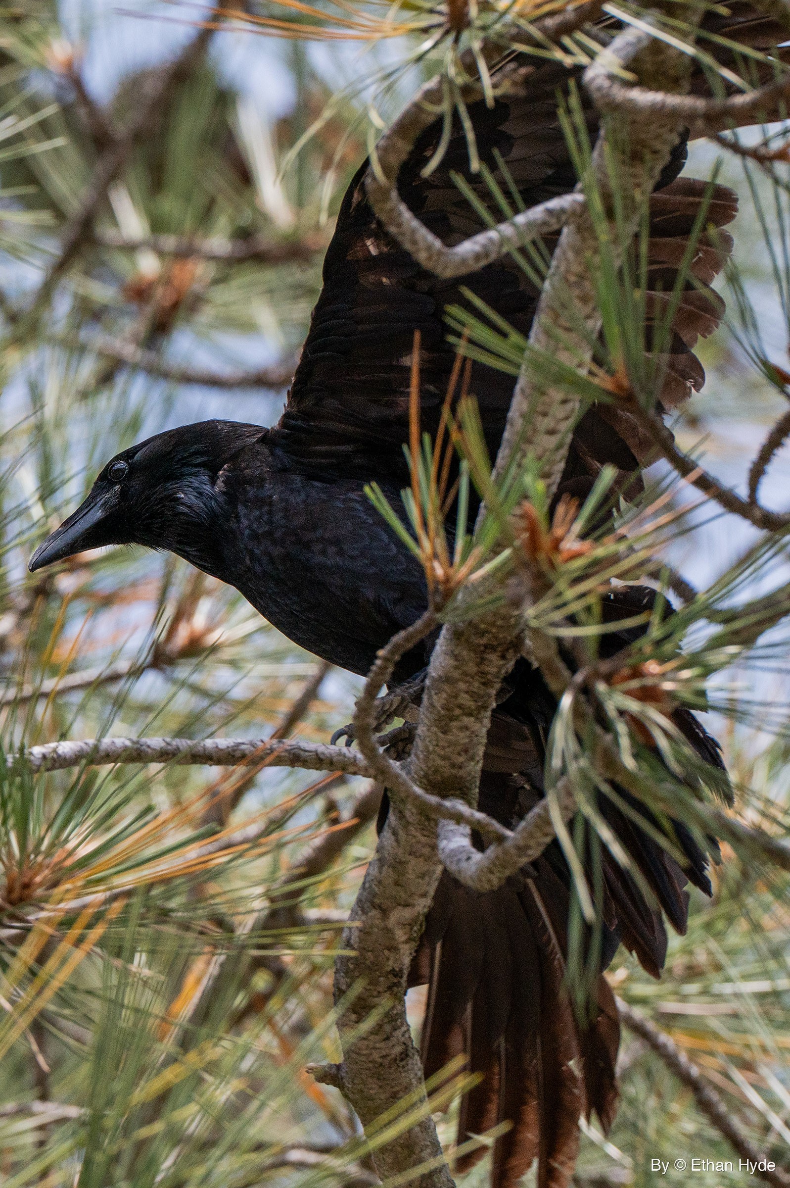 A black corvid leans forward on a Torrey pine branch with one wing half open, framed by long green and orange needles.