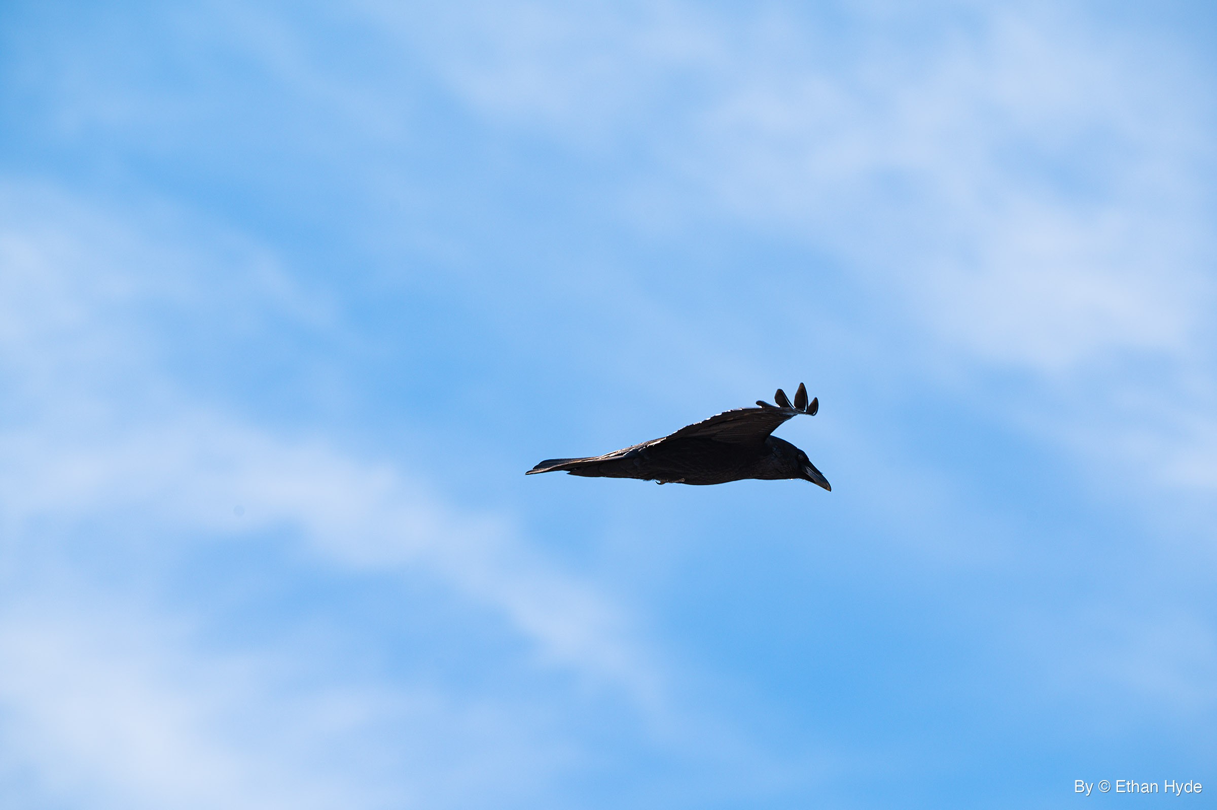 A crow flies right against a blue sky with wispy cloud, head angled down and one wing lifted with curled tips.