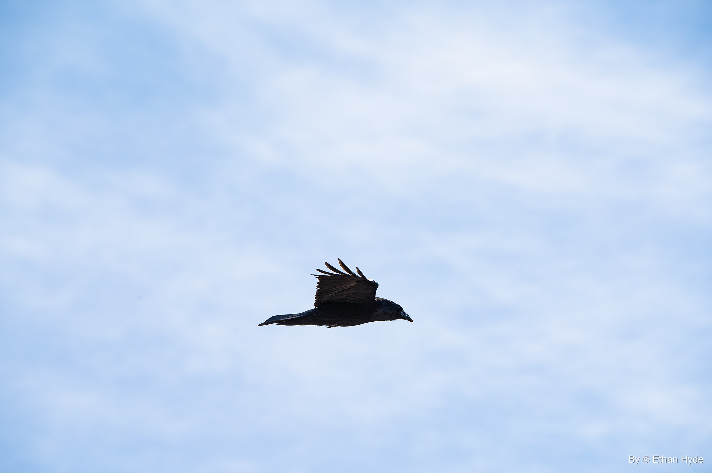 A crow flies right across a pale blue sky with thin white cloud, one wing raised above its back.