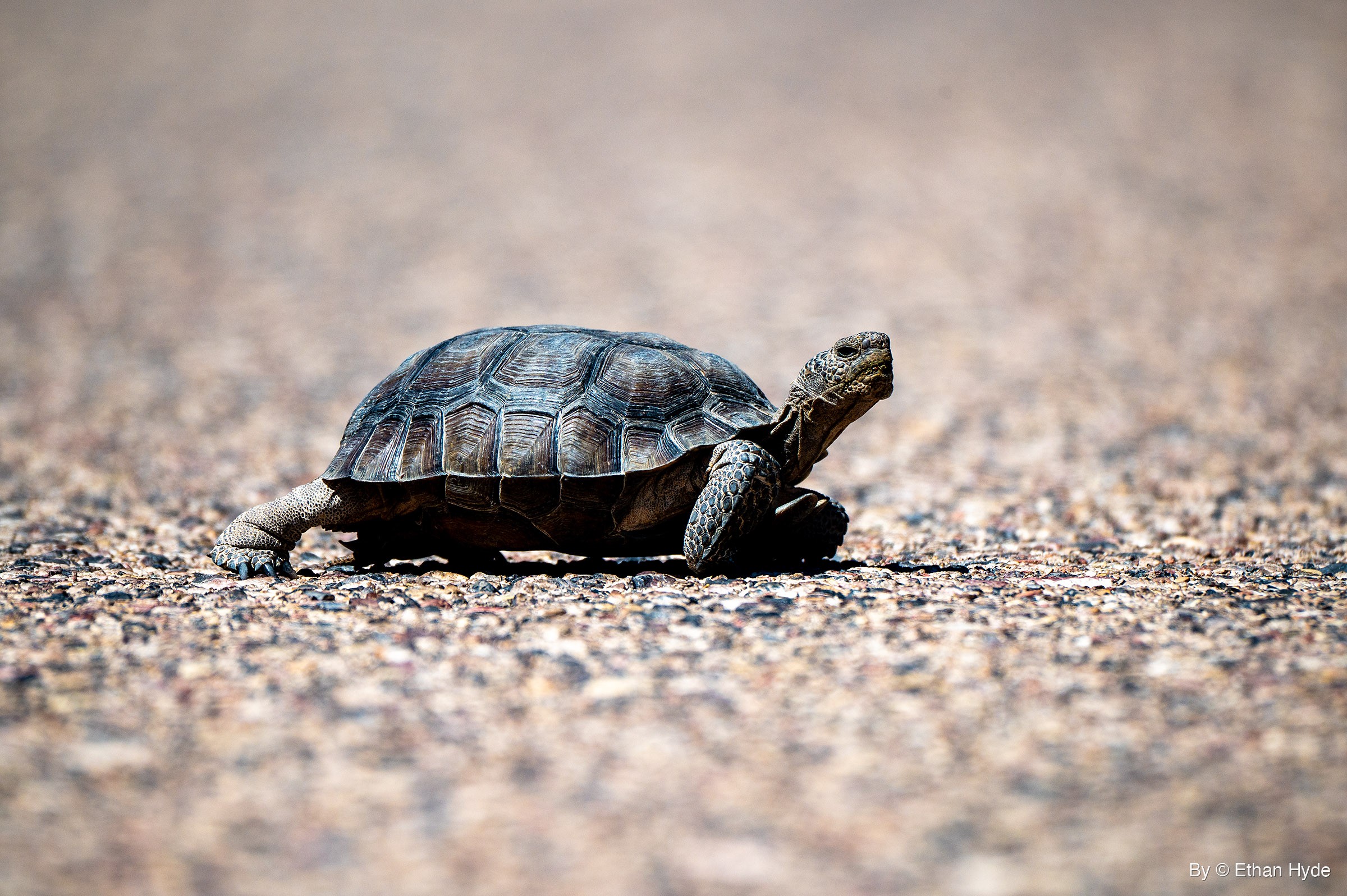 A desert tortoise walks across a speckled asphalt road with its head raised and one back leg stretched out behind it.