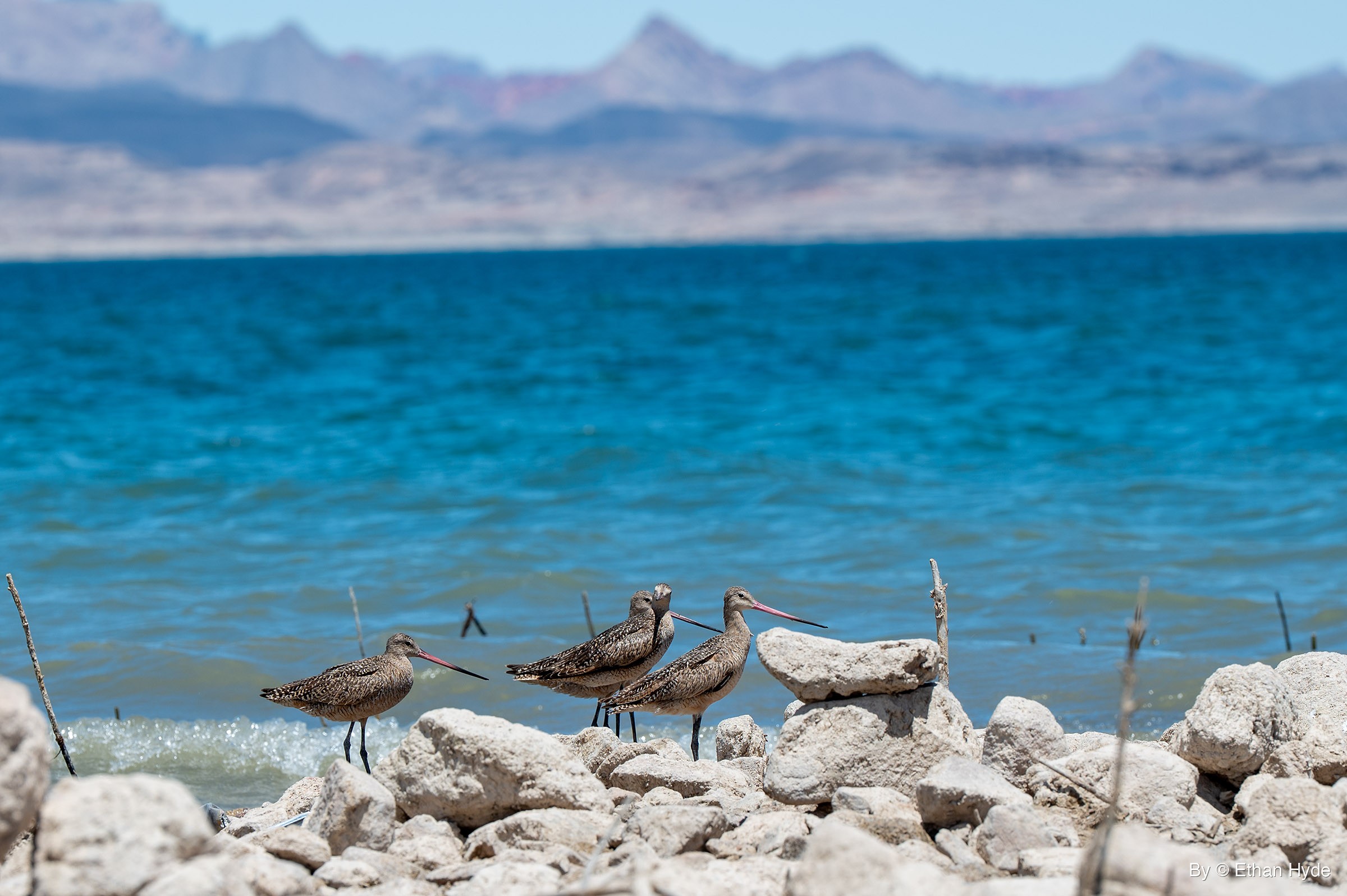 Four marbled godwits stand at the water's edge among pale boulders, with blue choppy water and hazy desert mountains behind.