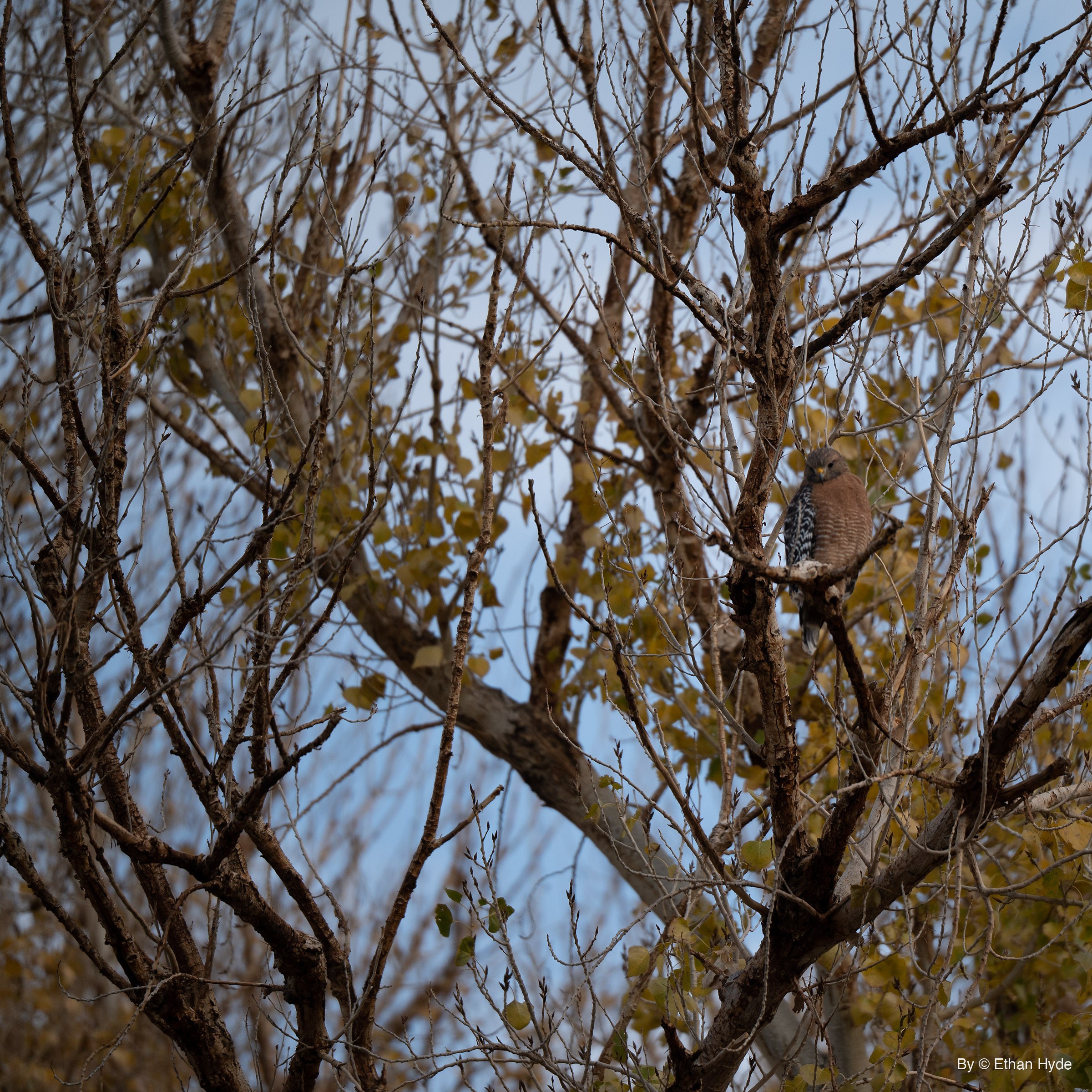 Hawk with a rusty breast and checkered black-and-white wings perched deep in bare branches and yellow leaves against a pale blue sky.